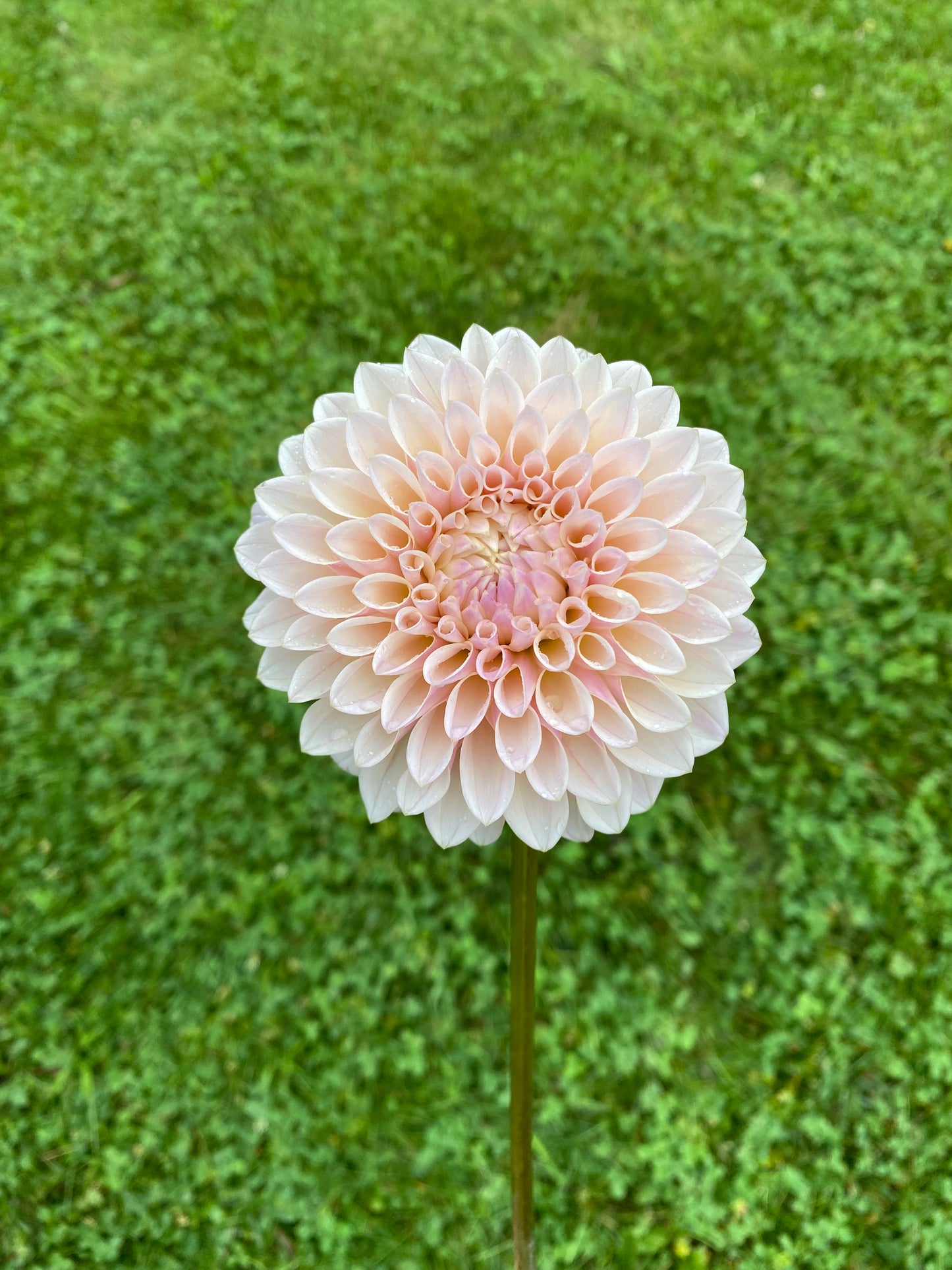 Coralie Dahlia Tuber