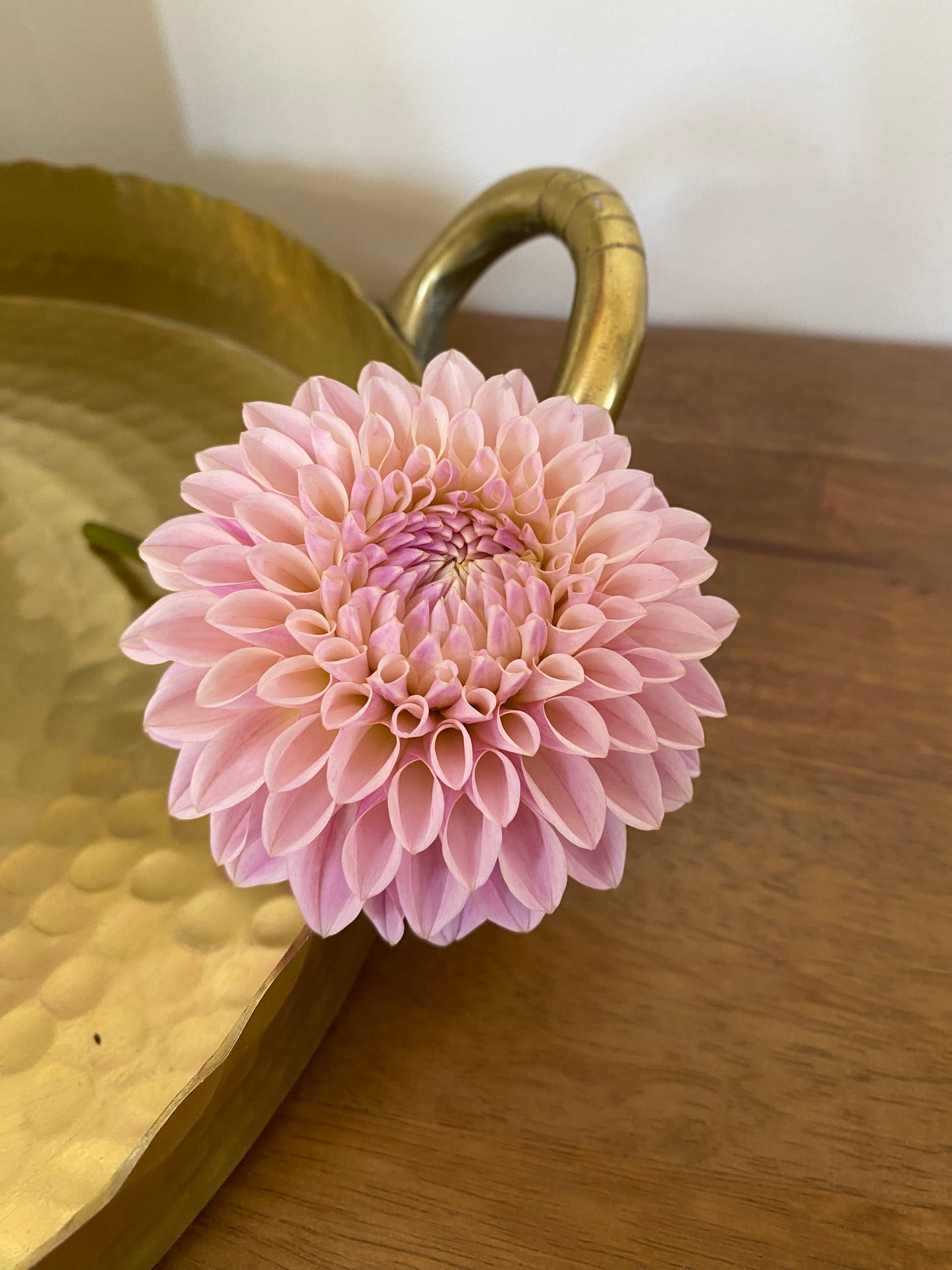 Coralie Dahlia Tuber