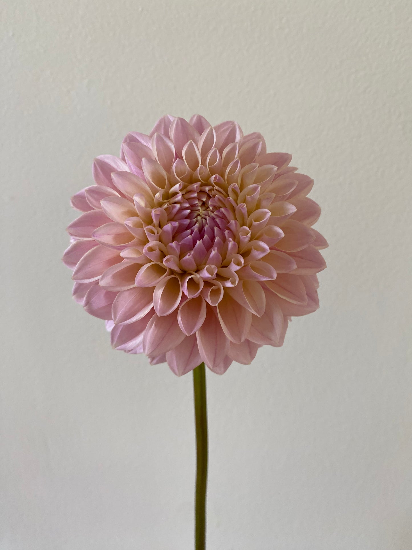 Coralie Dahlia Tuber