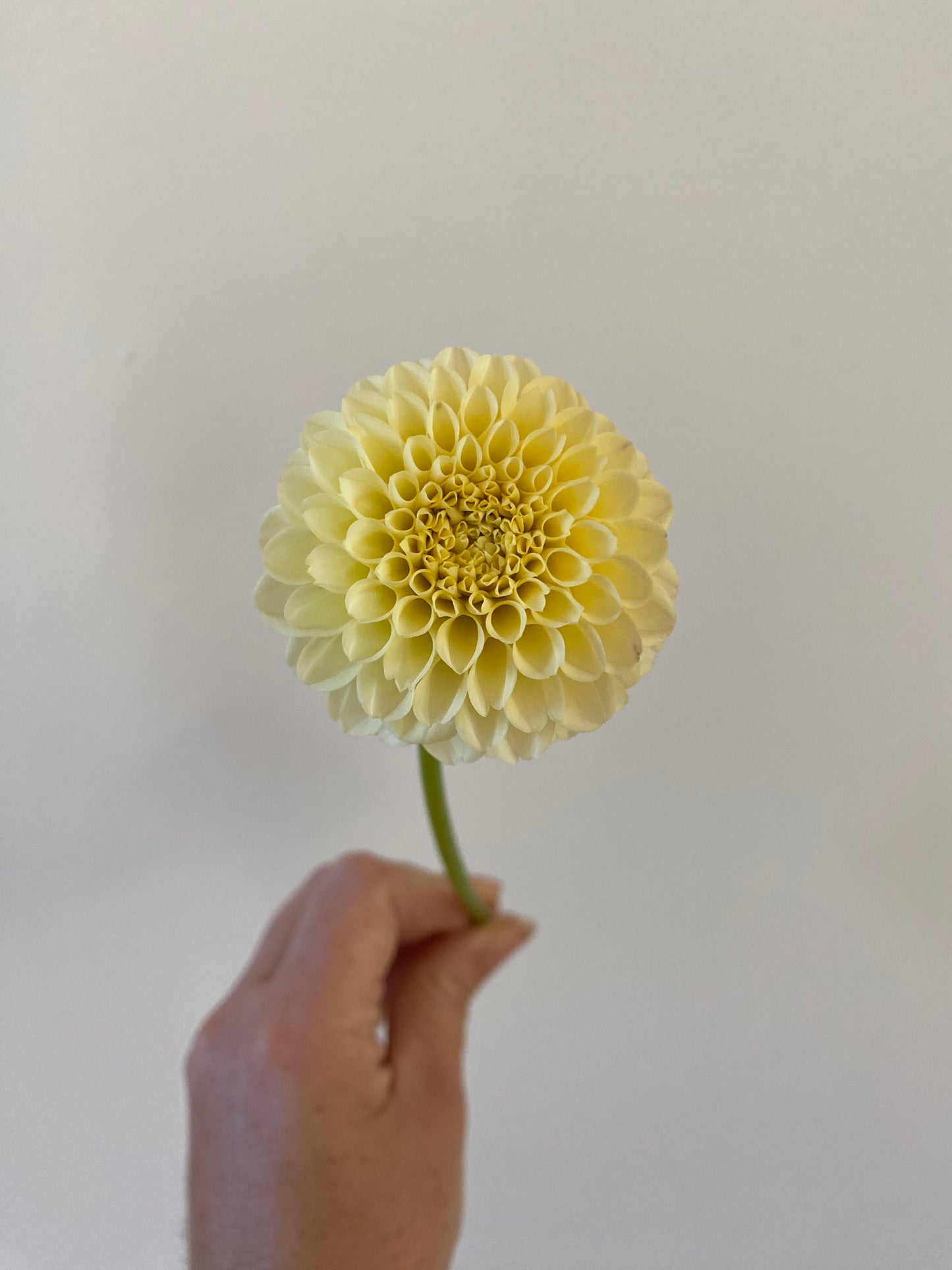 Creamy Dahlia Tuber