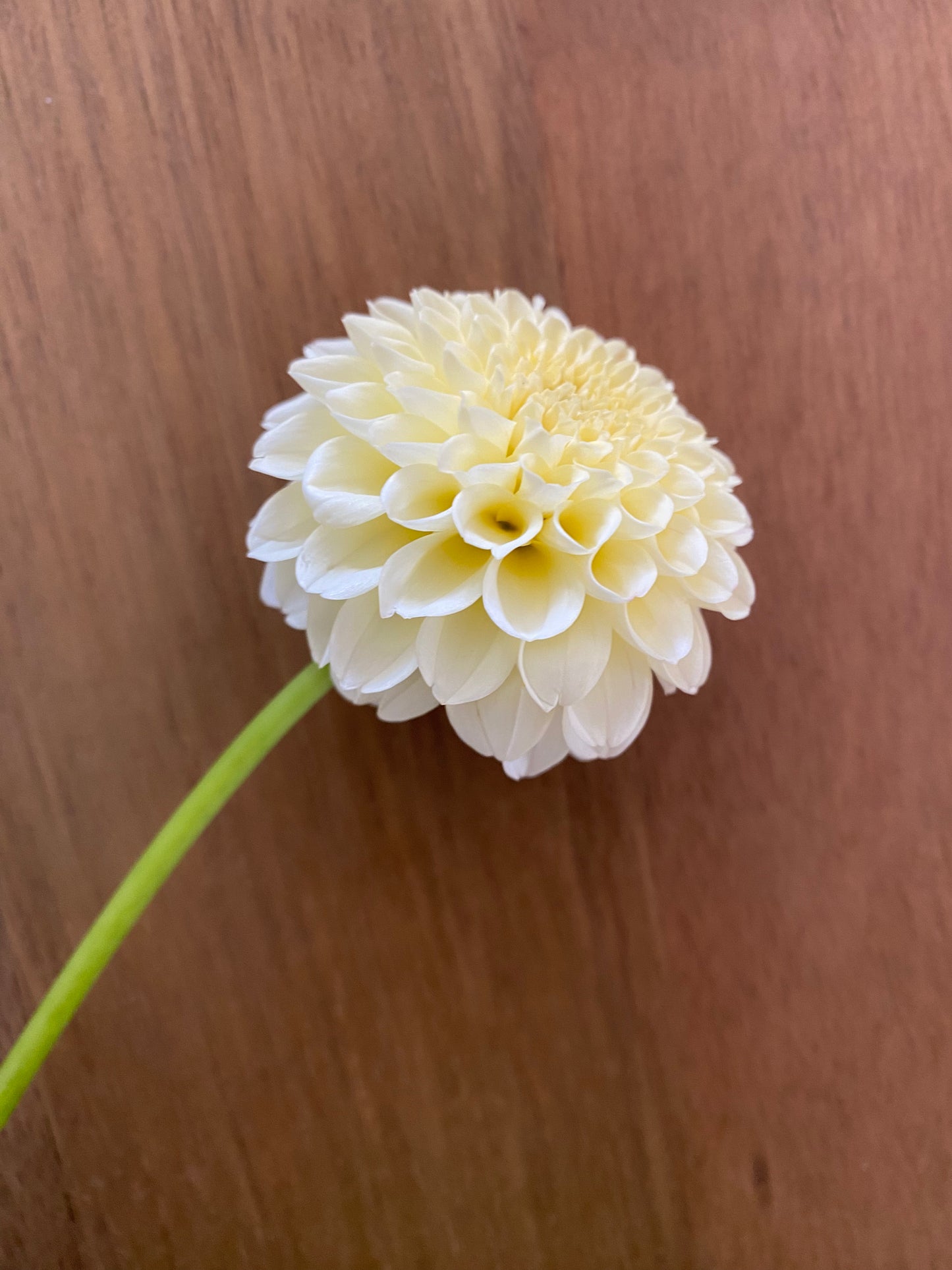 Creamy Dahlia Tuber