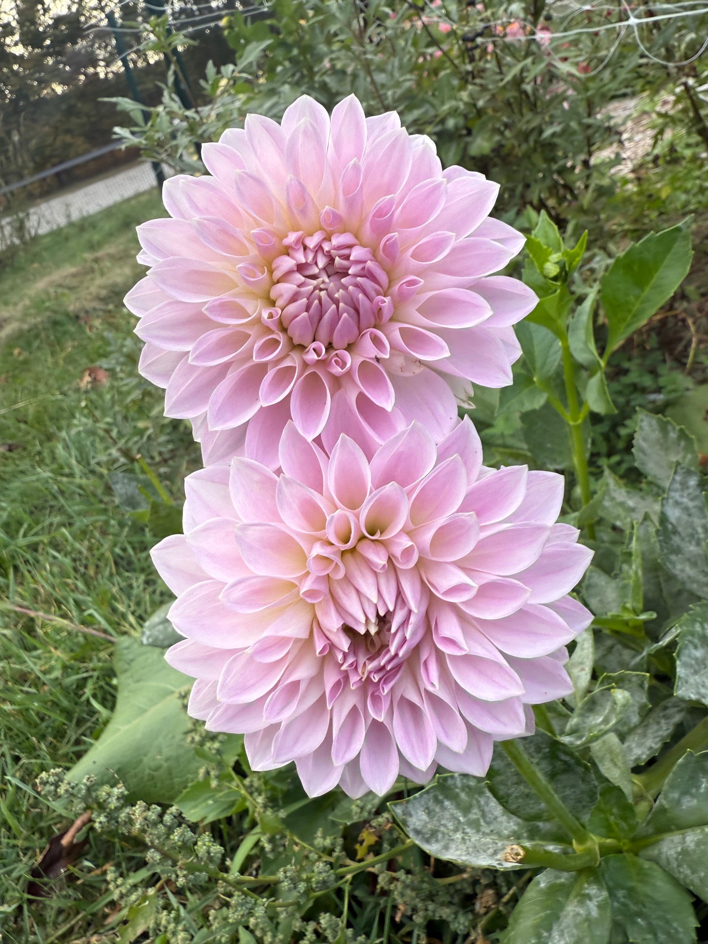 Lakeview Premier Dahlia Tuber