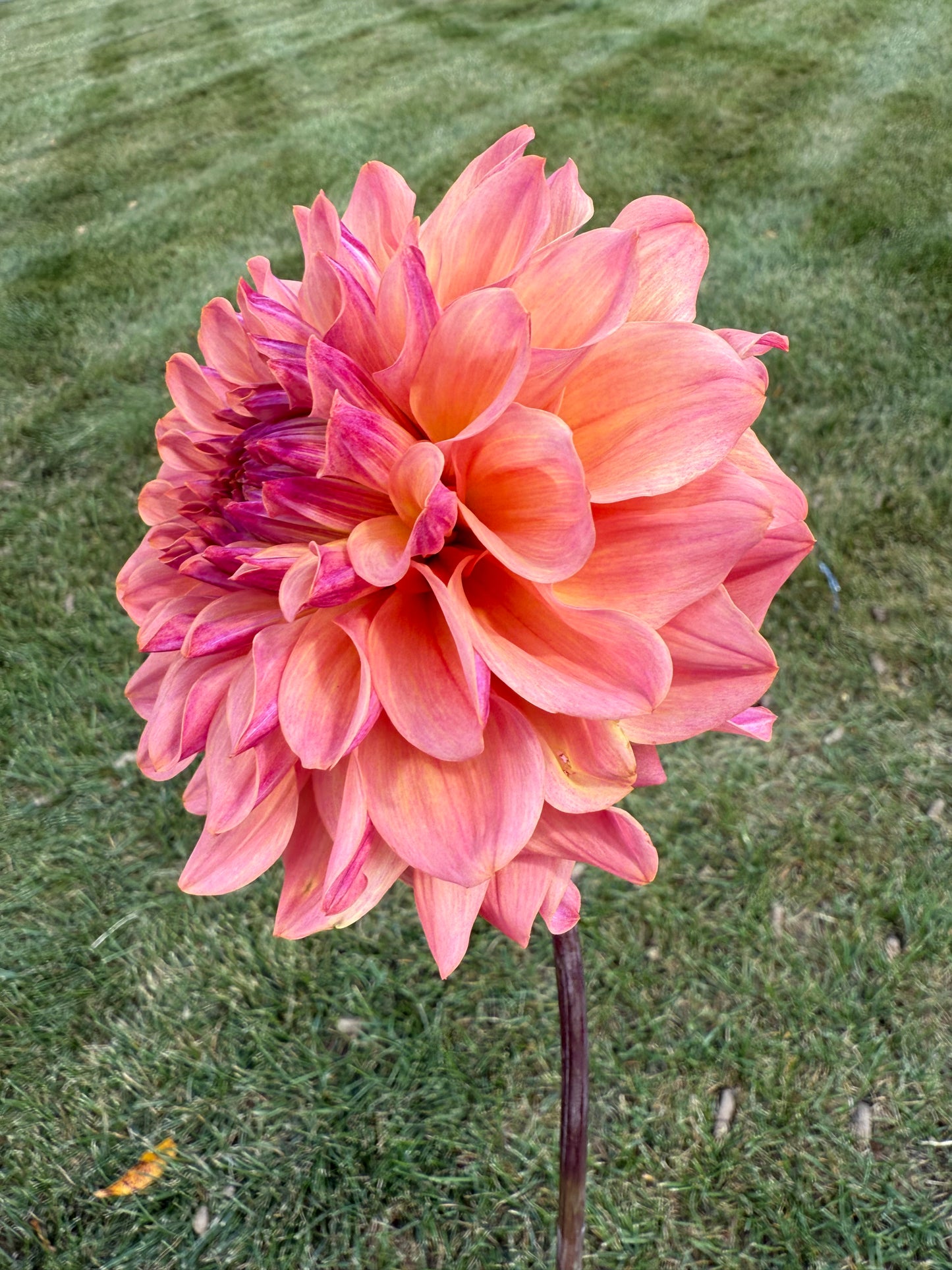 Bloomquist Azalea Dahlia Tuber