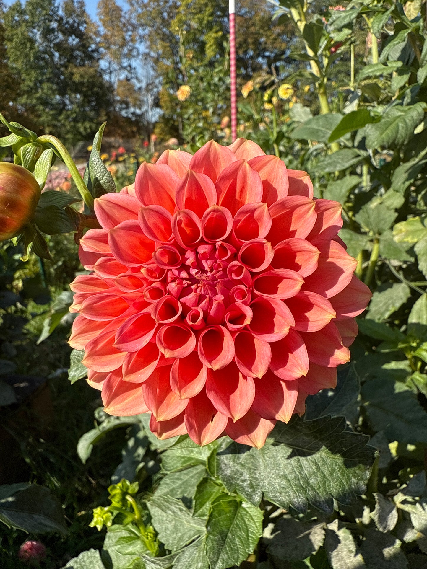RM Pink Sugar Dahlia Tuber