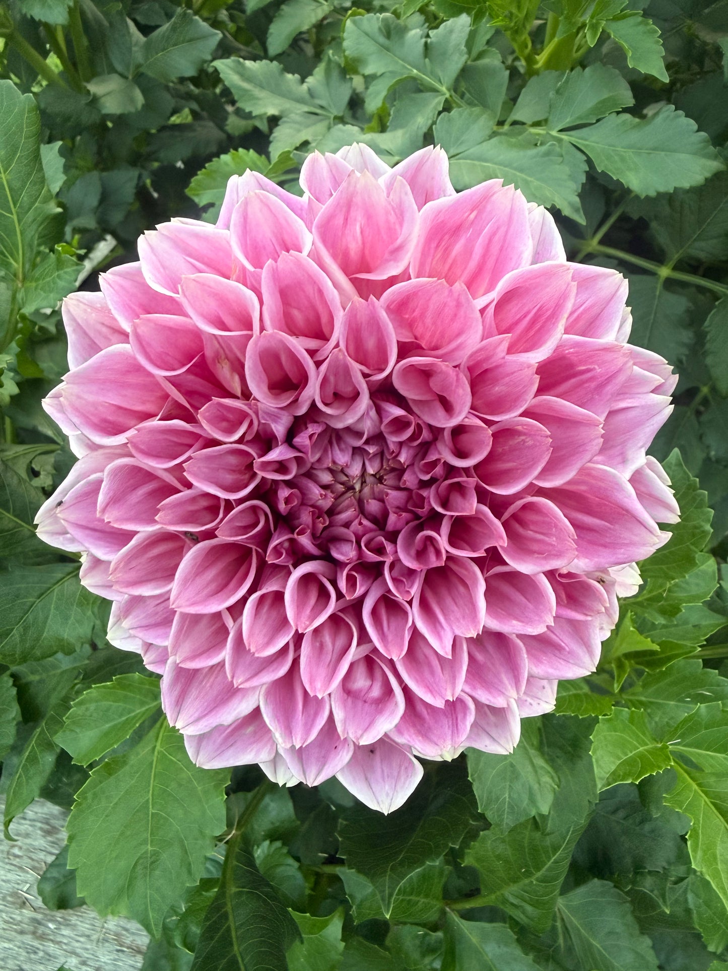 Formby Duke Dahlia Tuber