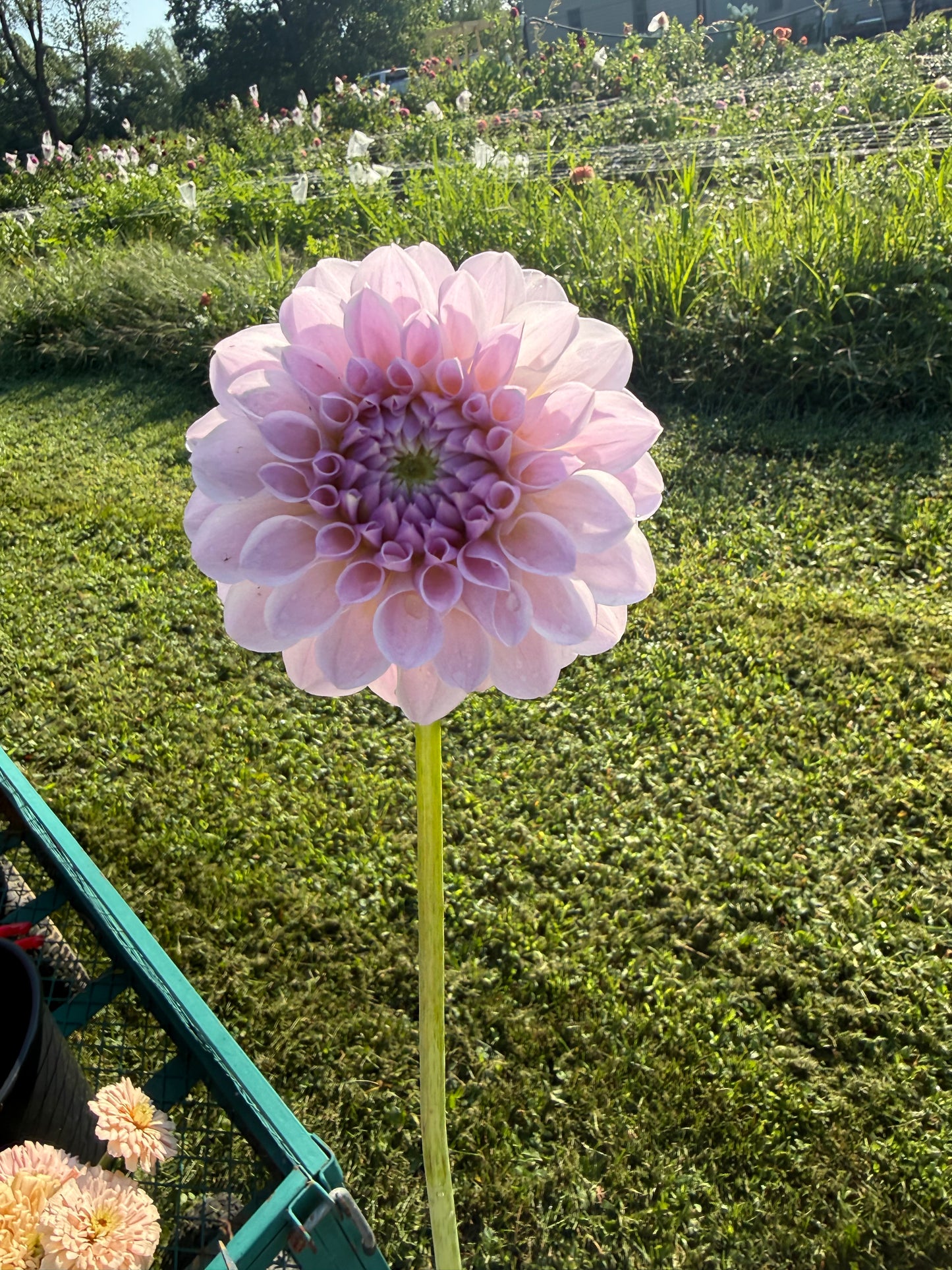 RM Hannah Joe Dahlia Tuber