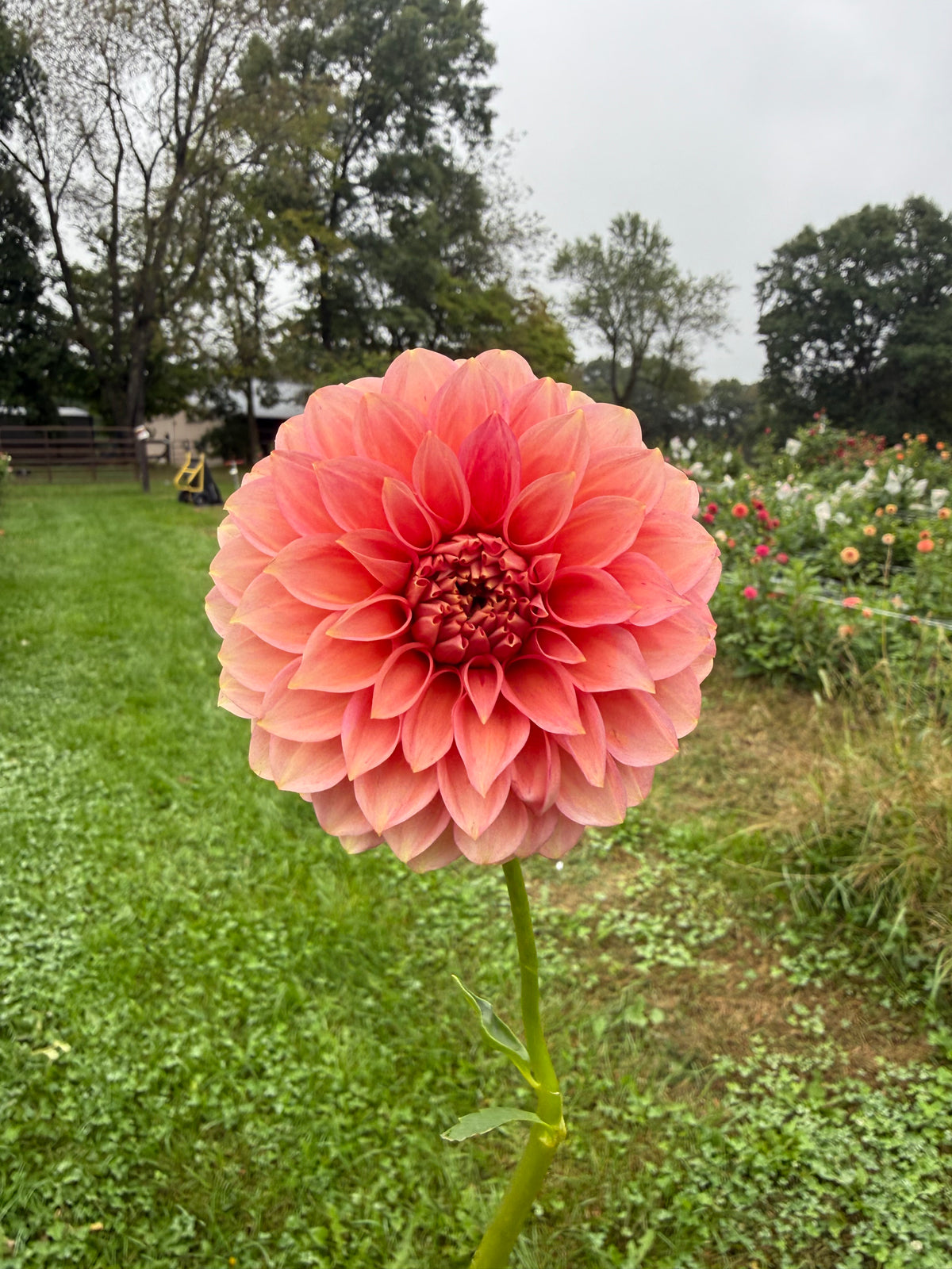 Devon Opaline Dahlia Tuber