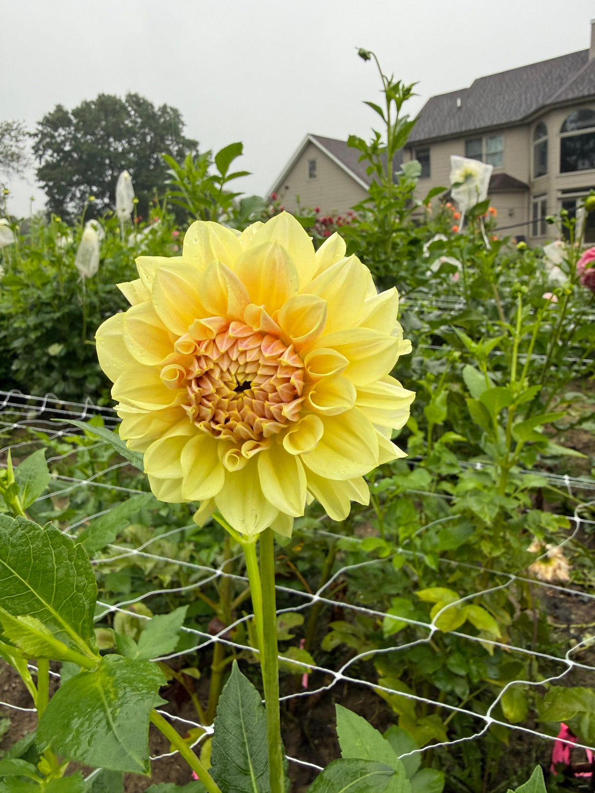 LTF Lemon Blush Dahlia Tuber