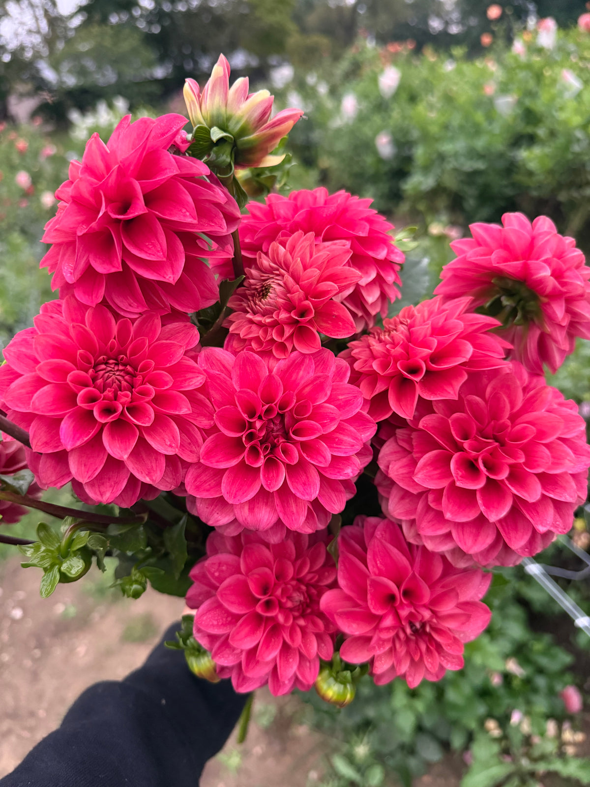 Levi's Melon Dahlia Tuber