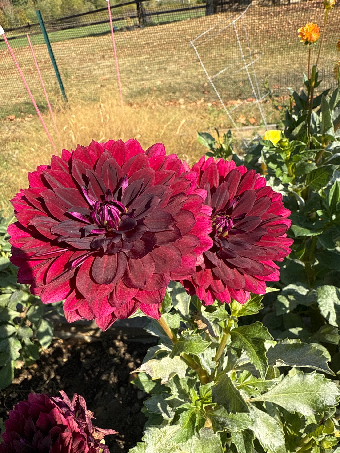 Hollyhill Black Widow Dahlia Tuber