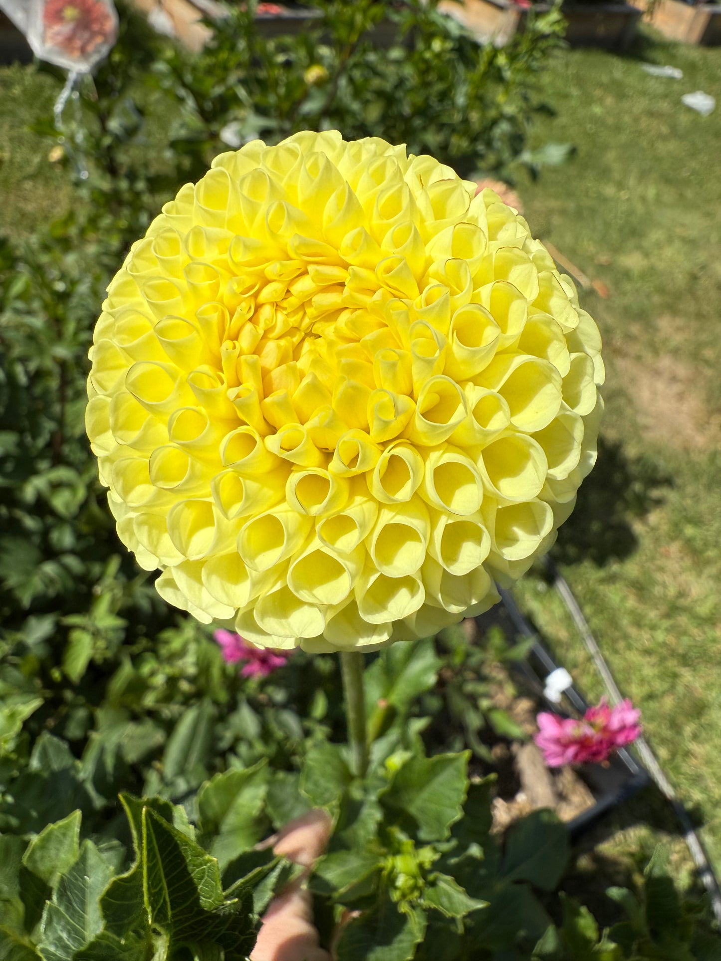 Irish Moon Dahlia Tuber