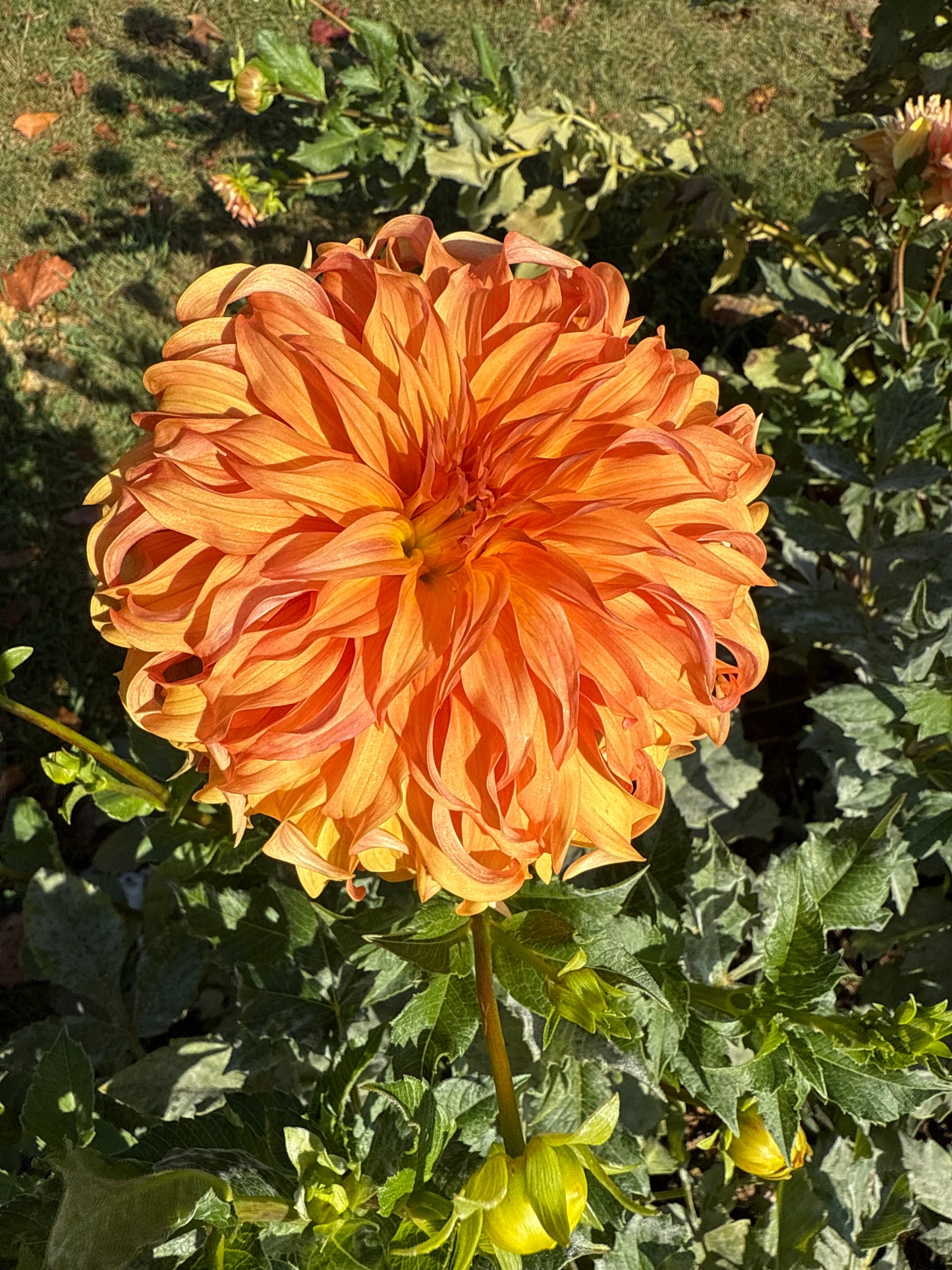 Bloomquist Jean Dahlia Tuber