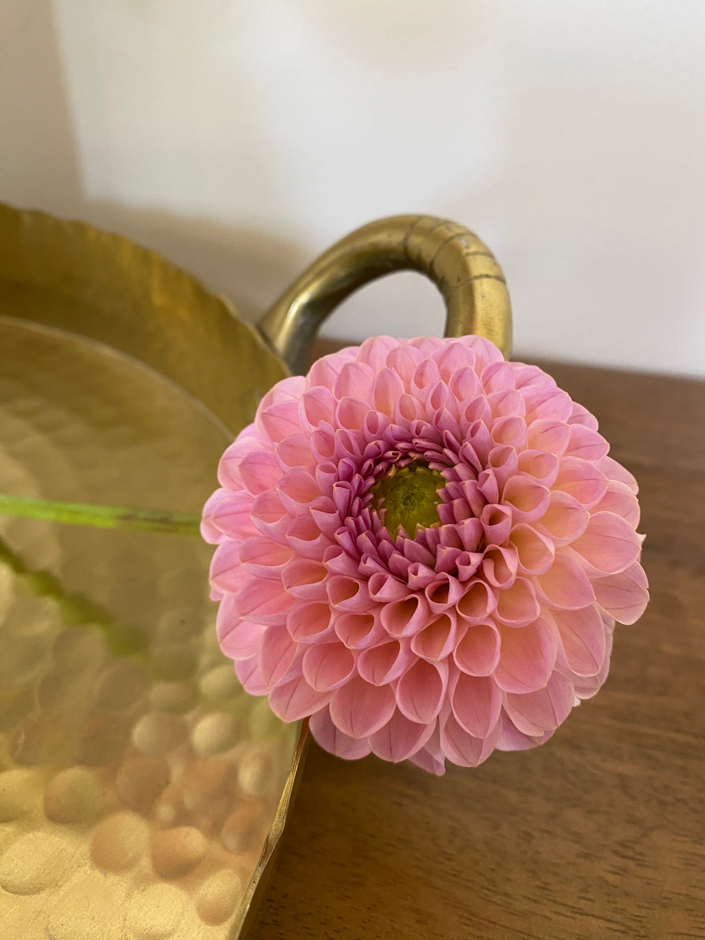 Hamari Rose Dahlia Tuber