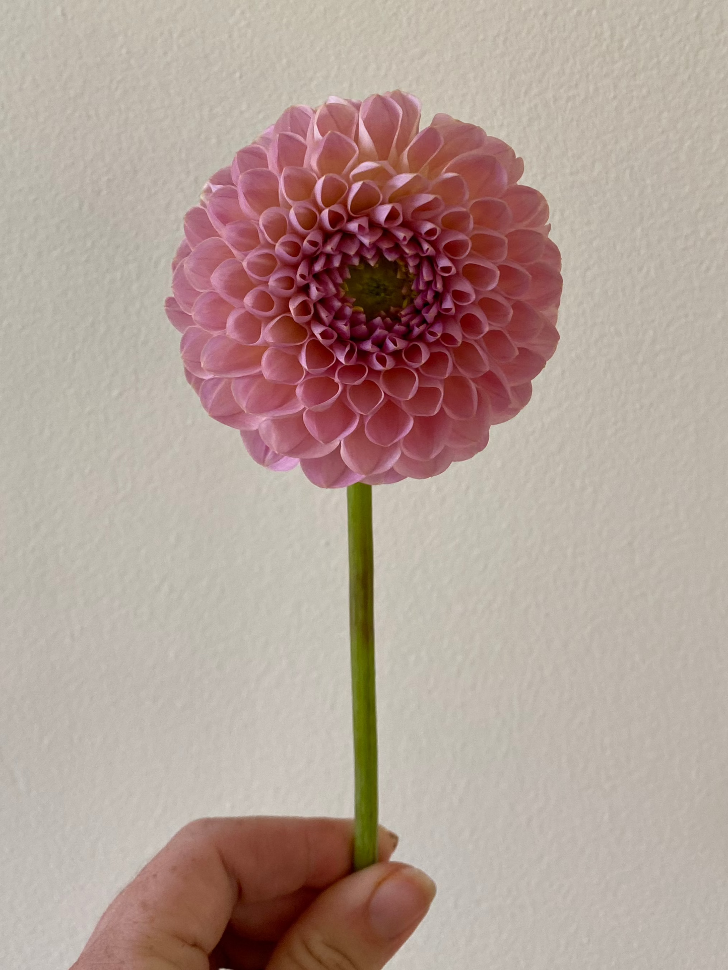 Hamari Rose Dahlia Tuber