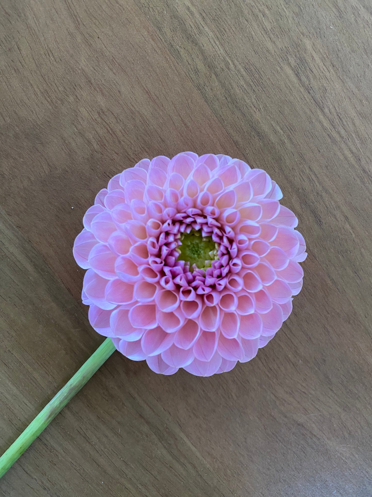 Hamari Rose Dahlia Tuber