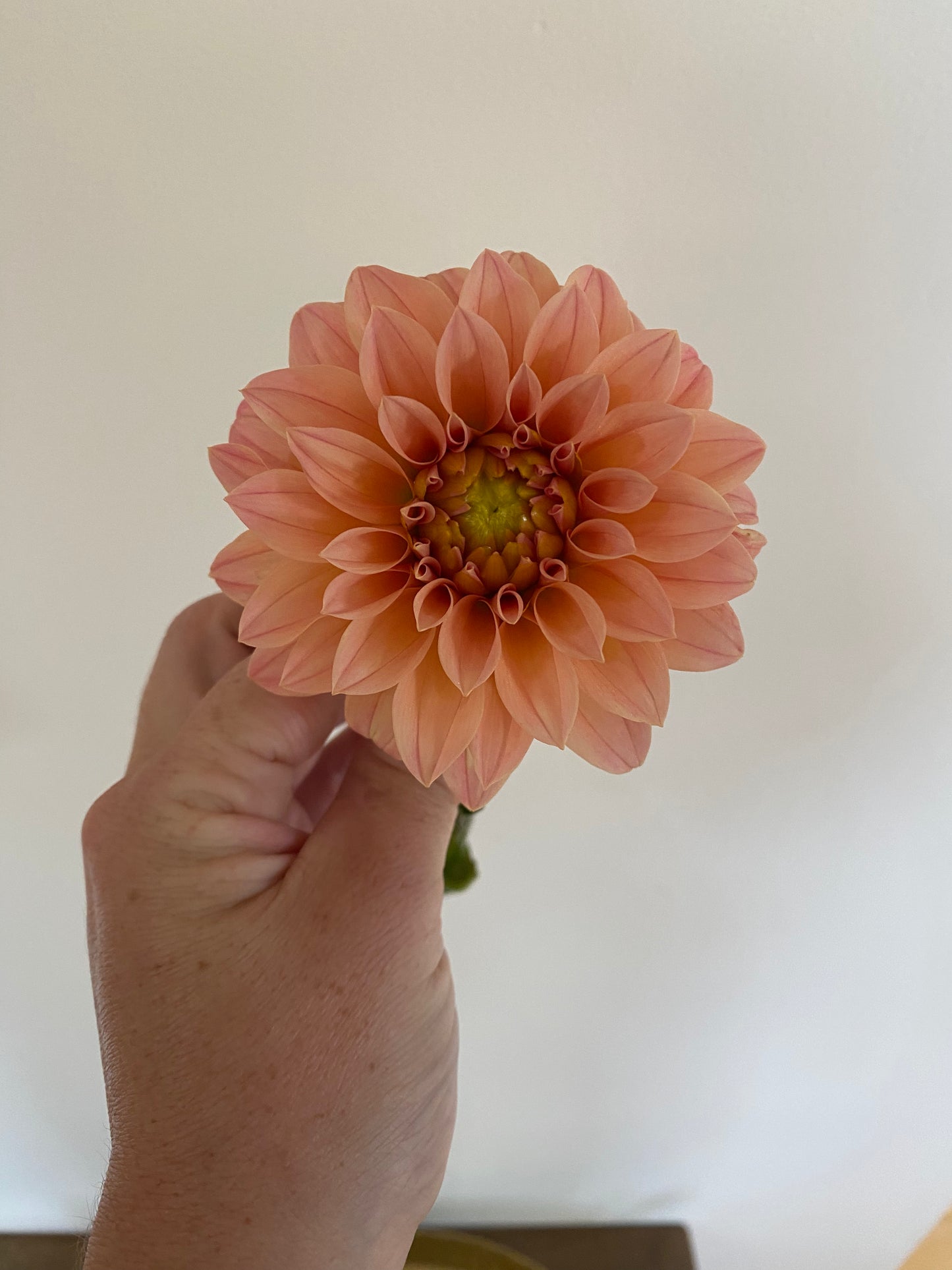 Guava Dahlia Tuber