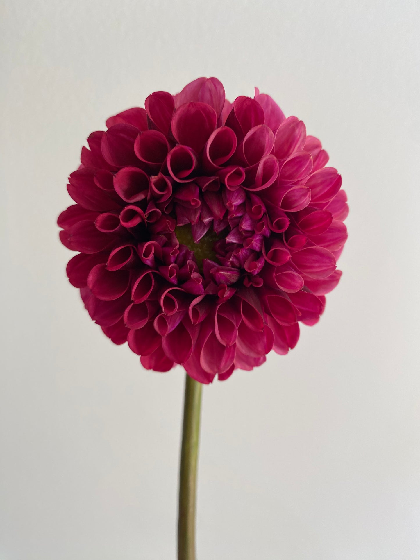 Mission Gypsy Dahlia Tuber