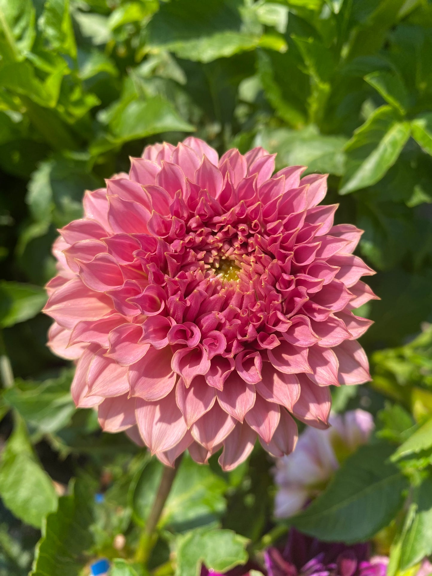 Coral Sea Dahlia Tuber