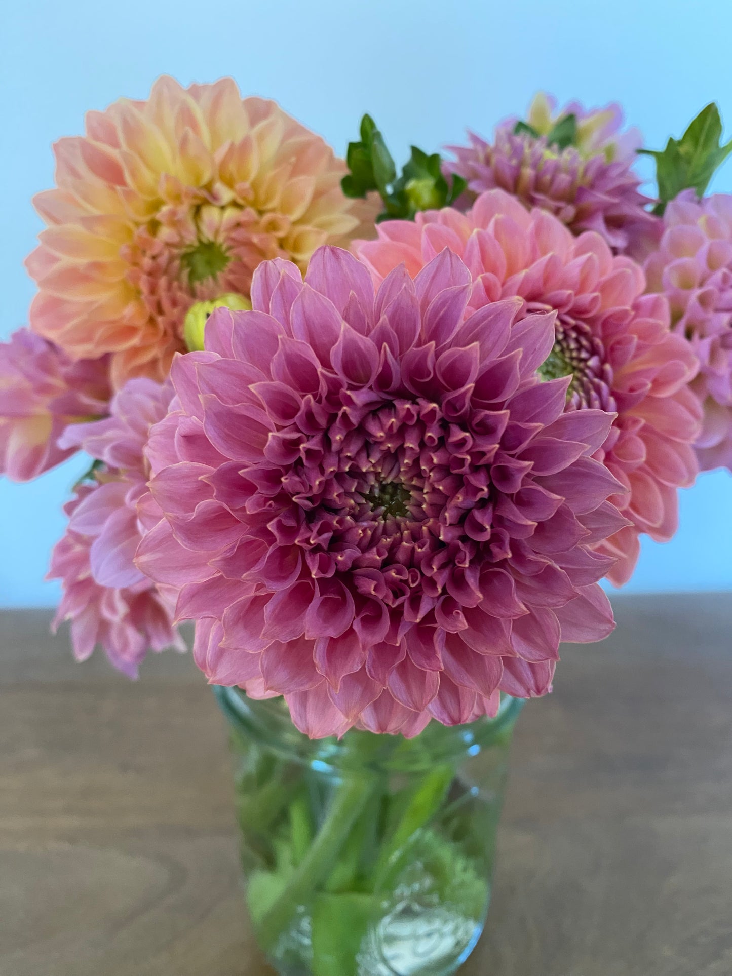 Coral Sea Dahlia Tuber