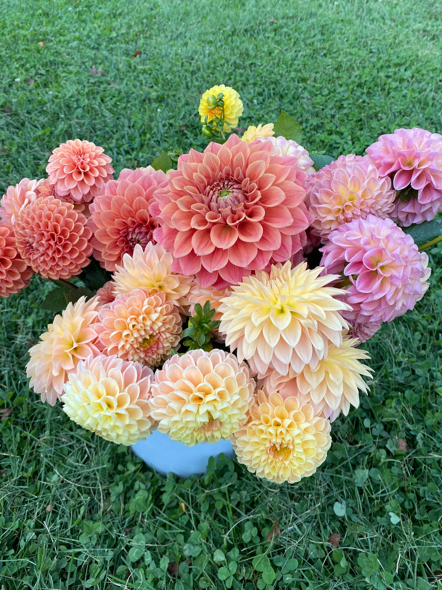 Bulk Dahlia Buckets