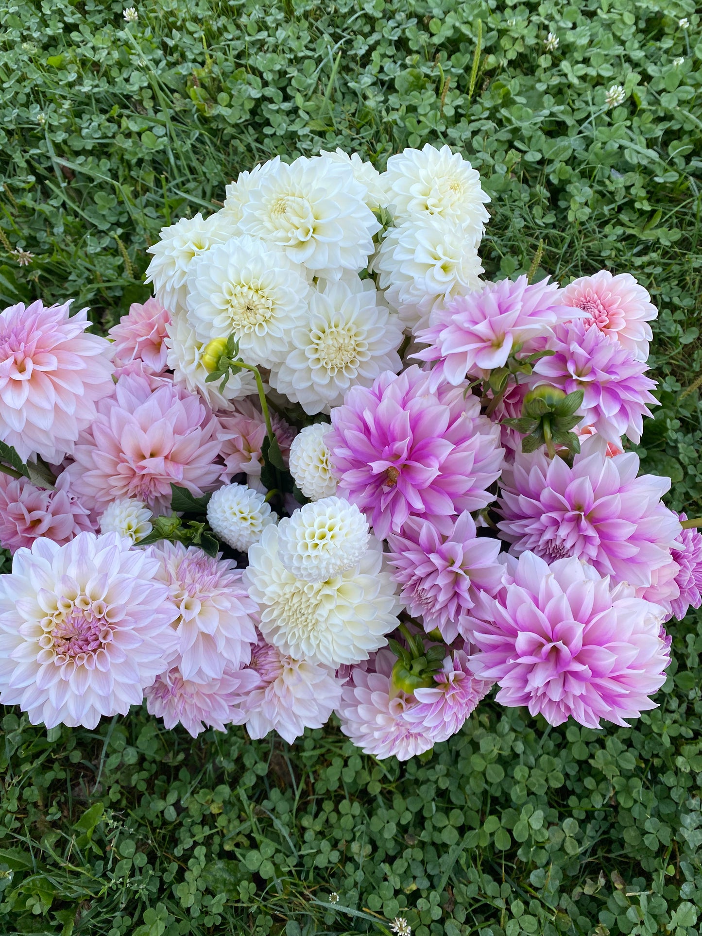 Bulk Dahlia Buckets