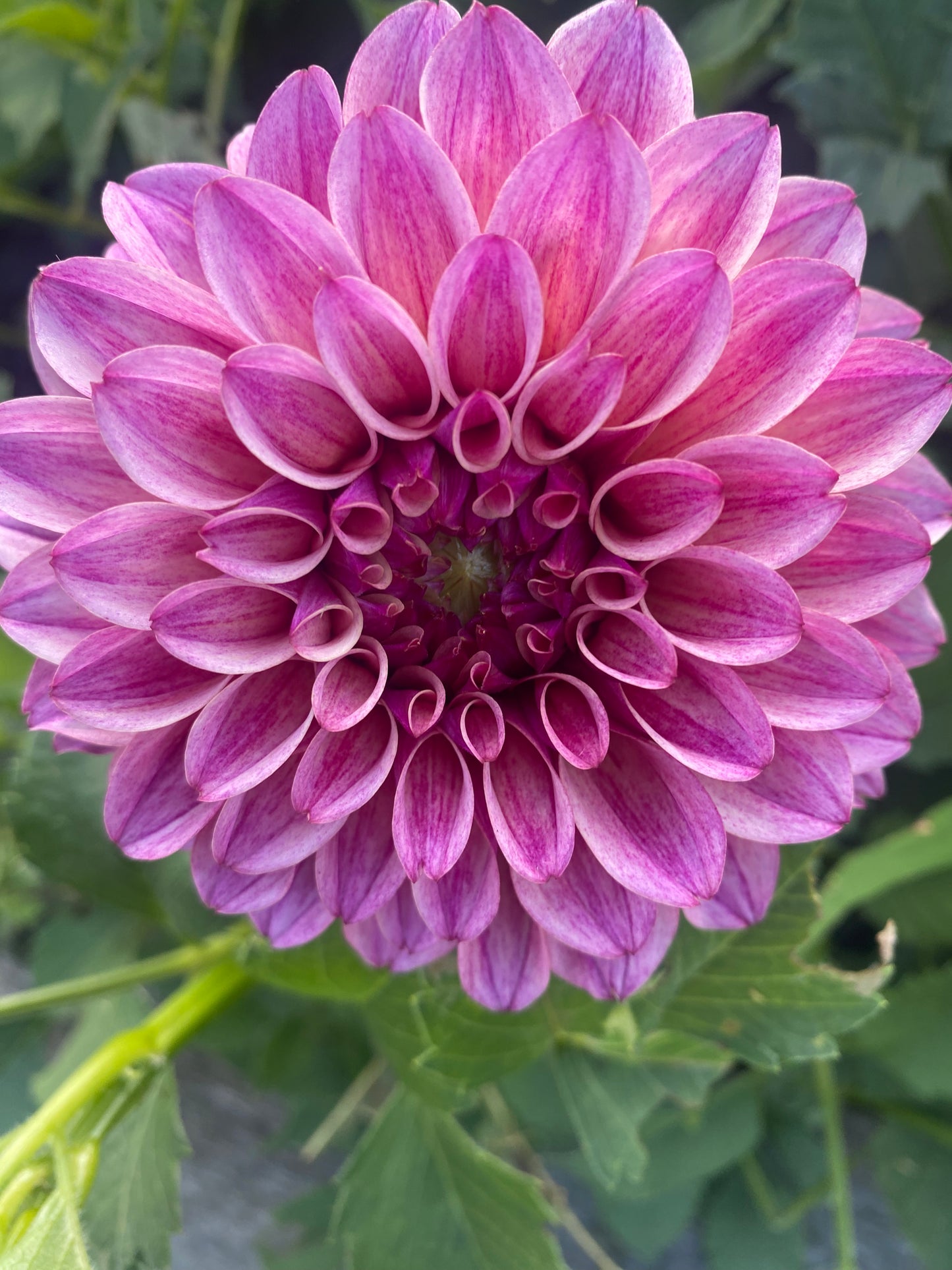 Rhubarb Dahlia Tuber