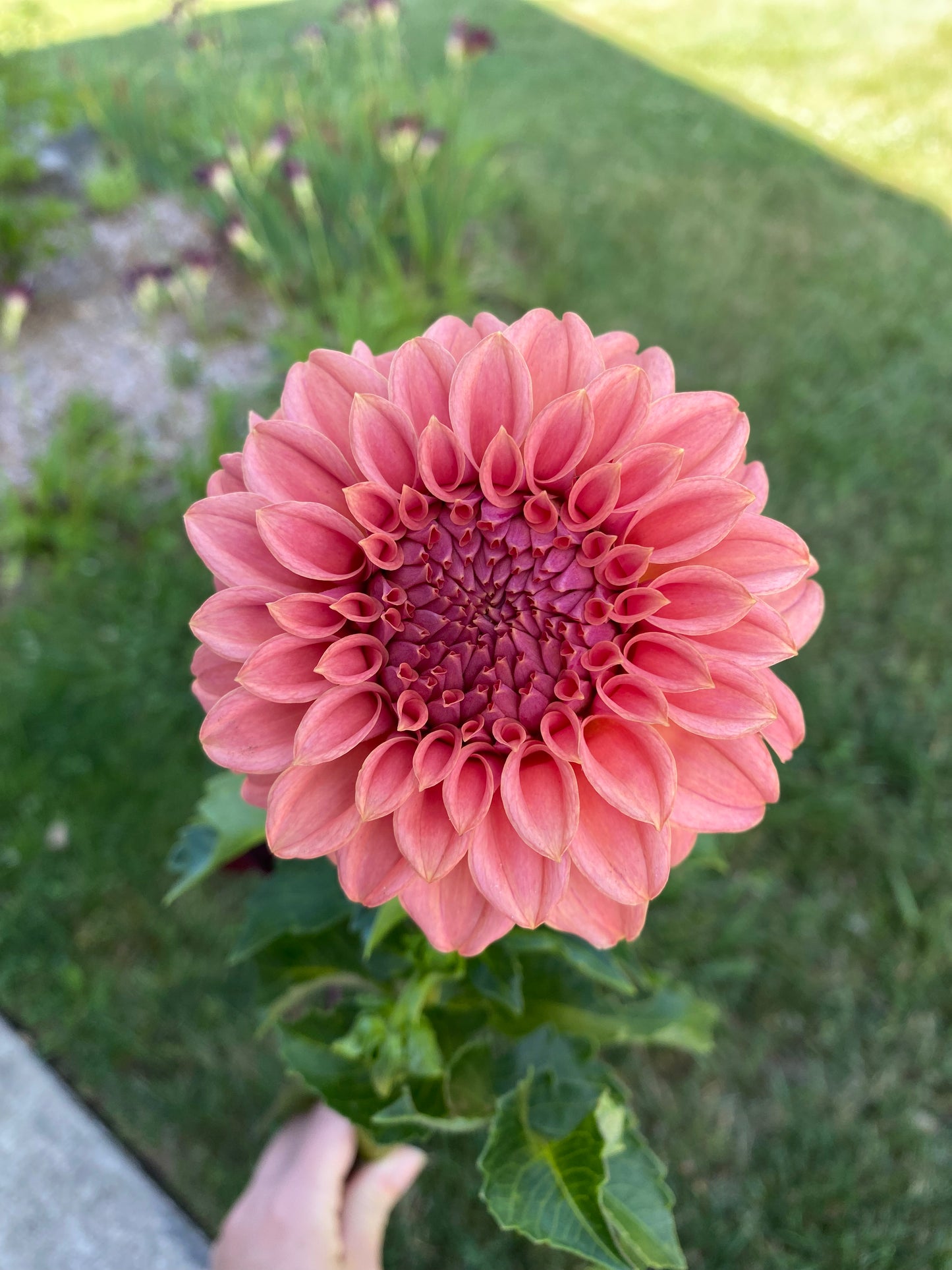 Peaches N Cream Solid Orange Dahlia Tuber