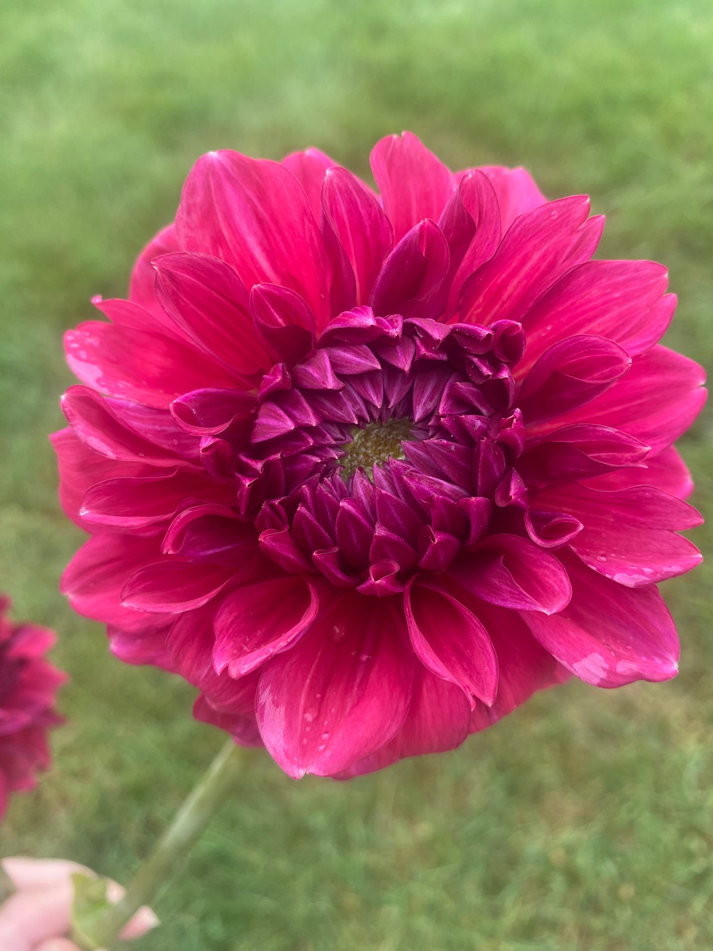 Perch Hill Dahlia Tuber