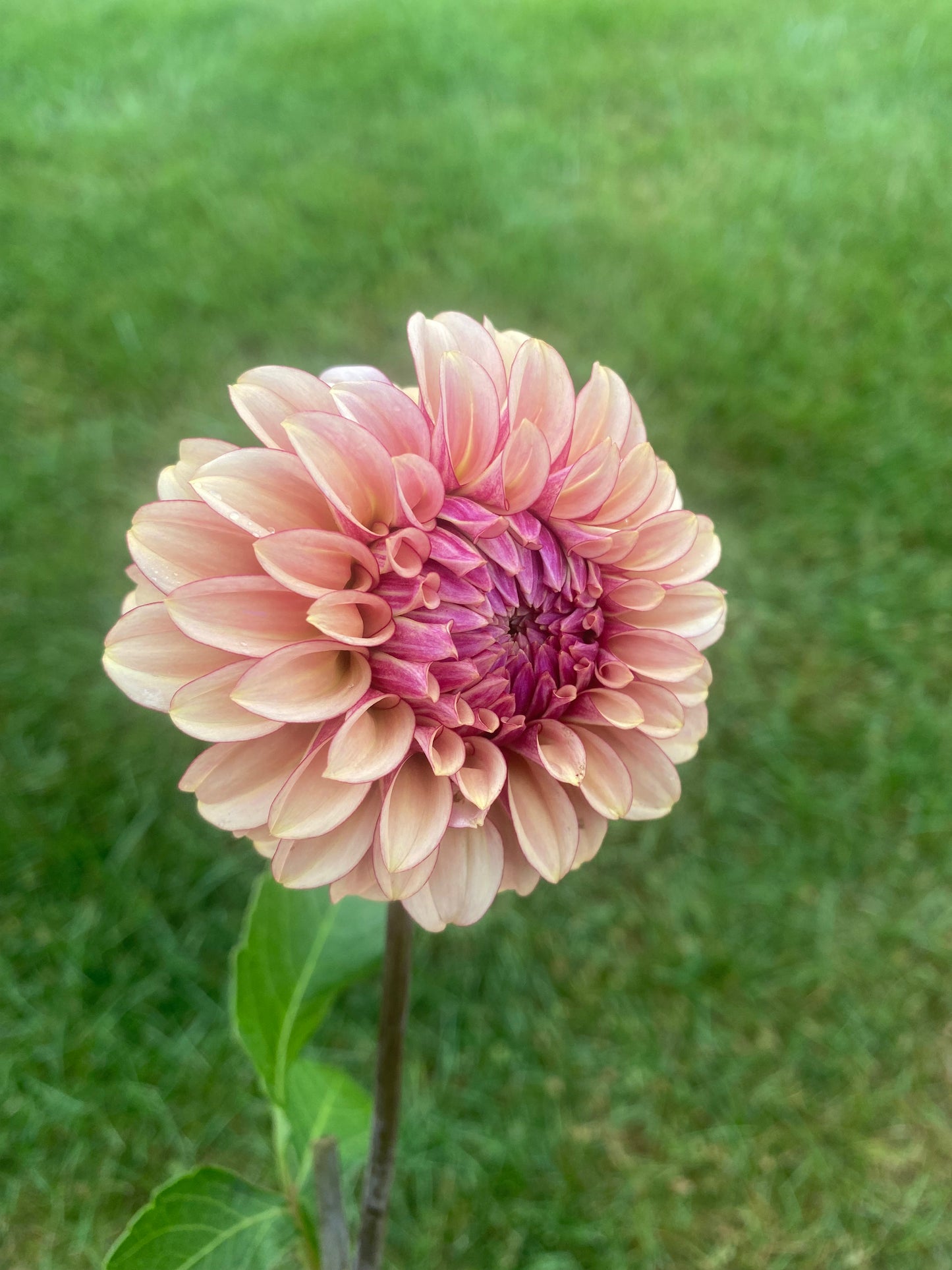 Creme Brulee Dahlia Tuber