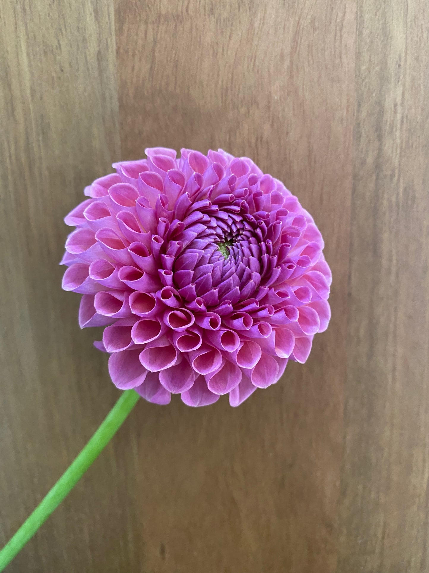 Jowey Winnie Dahlia Tuber