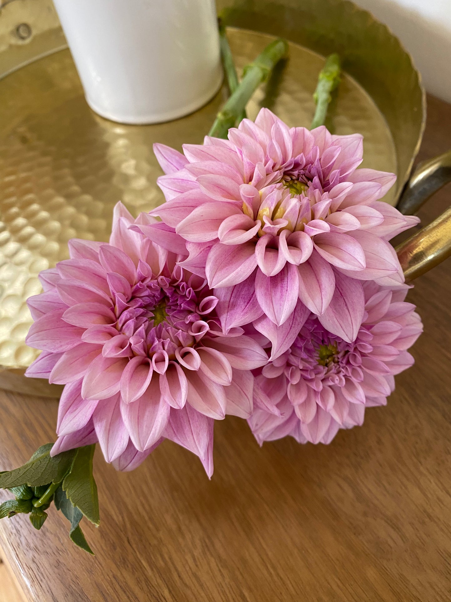 Mocha Jake Dahlia Tuber