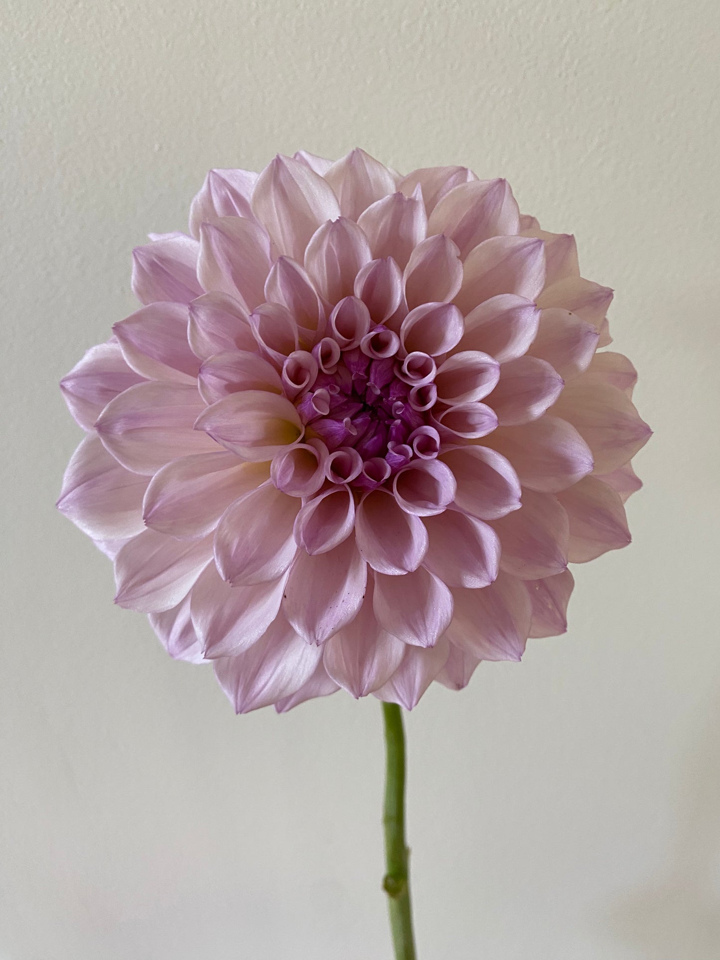 Pearl Dahlia Tuber