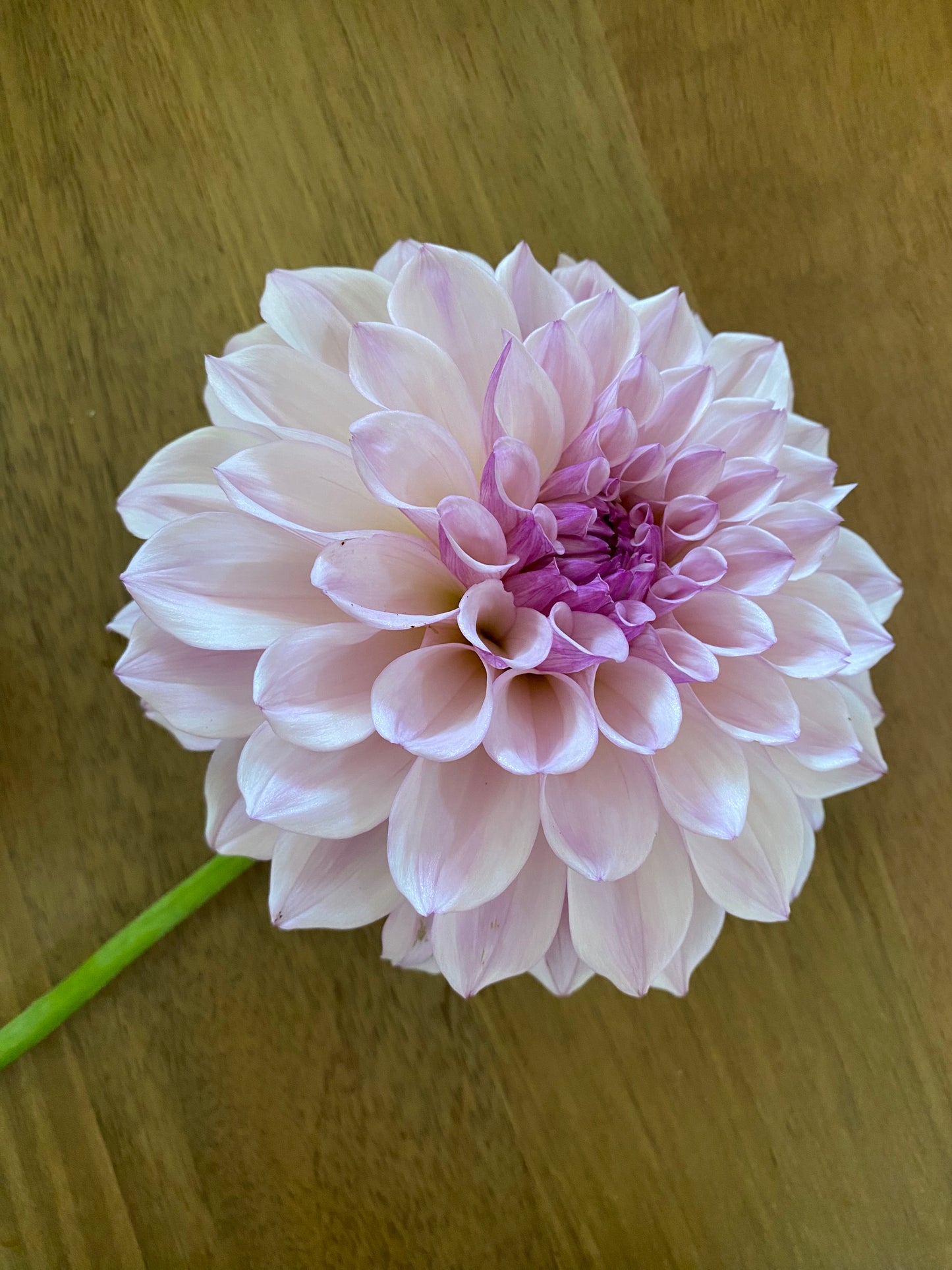 Pearl Dahlia Tuber