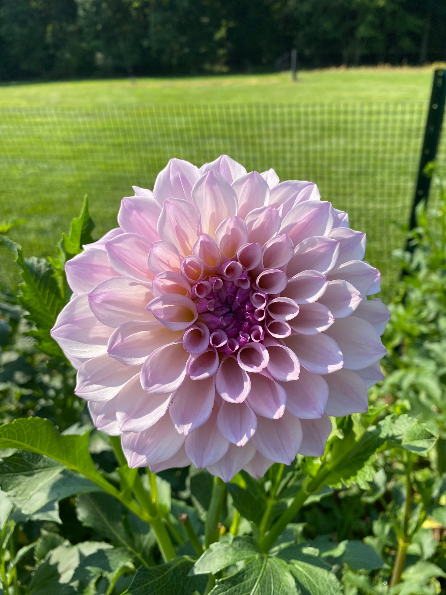 Pearl Dahlia Tuber