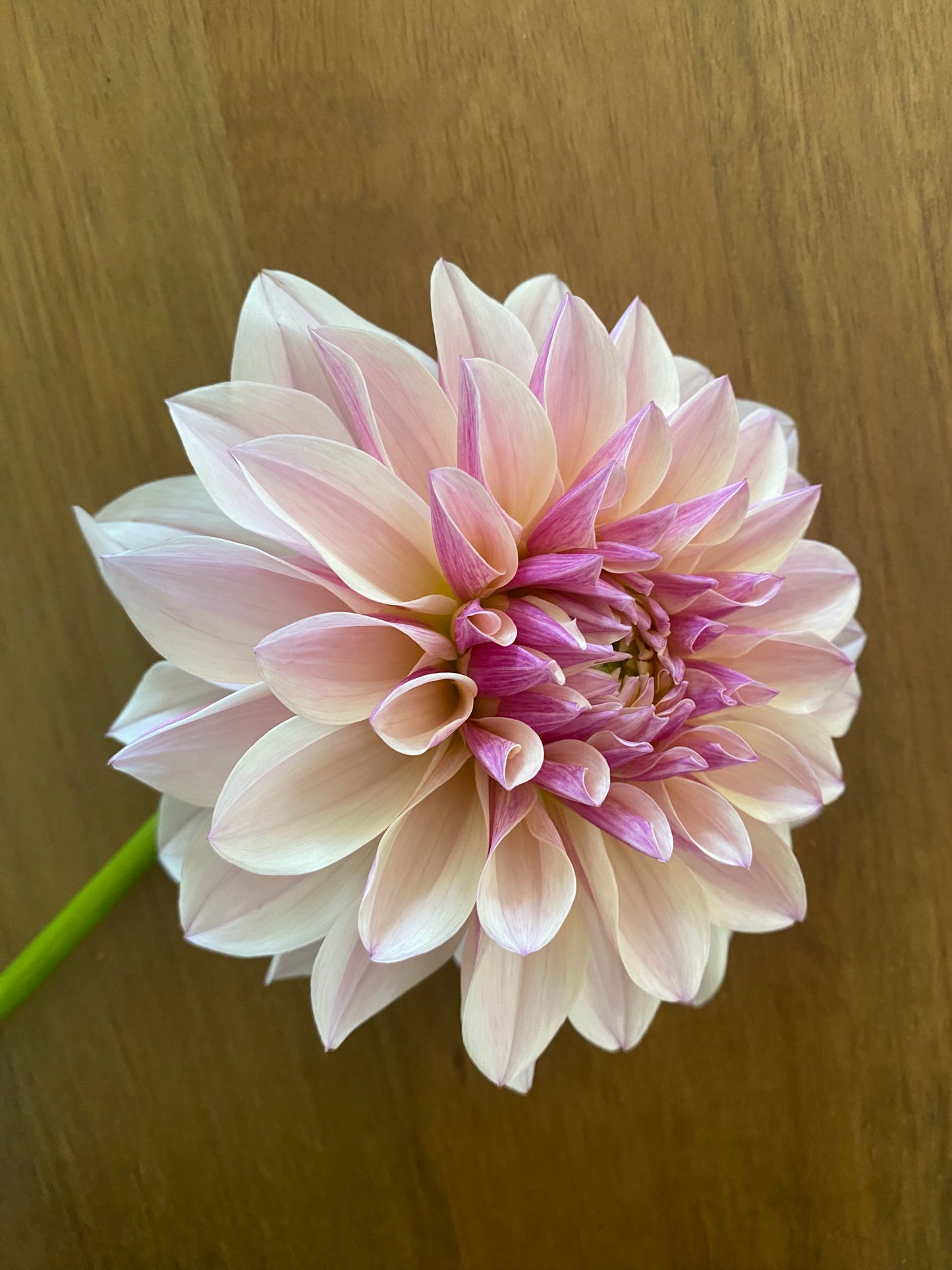 Penny Lane Dahlia Tuber