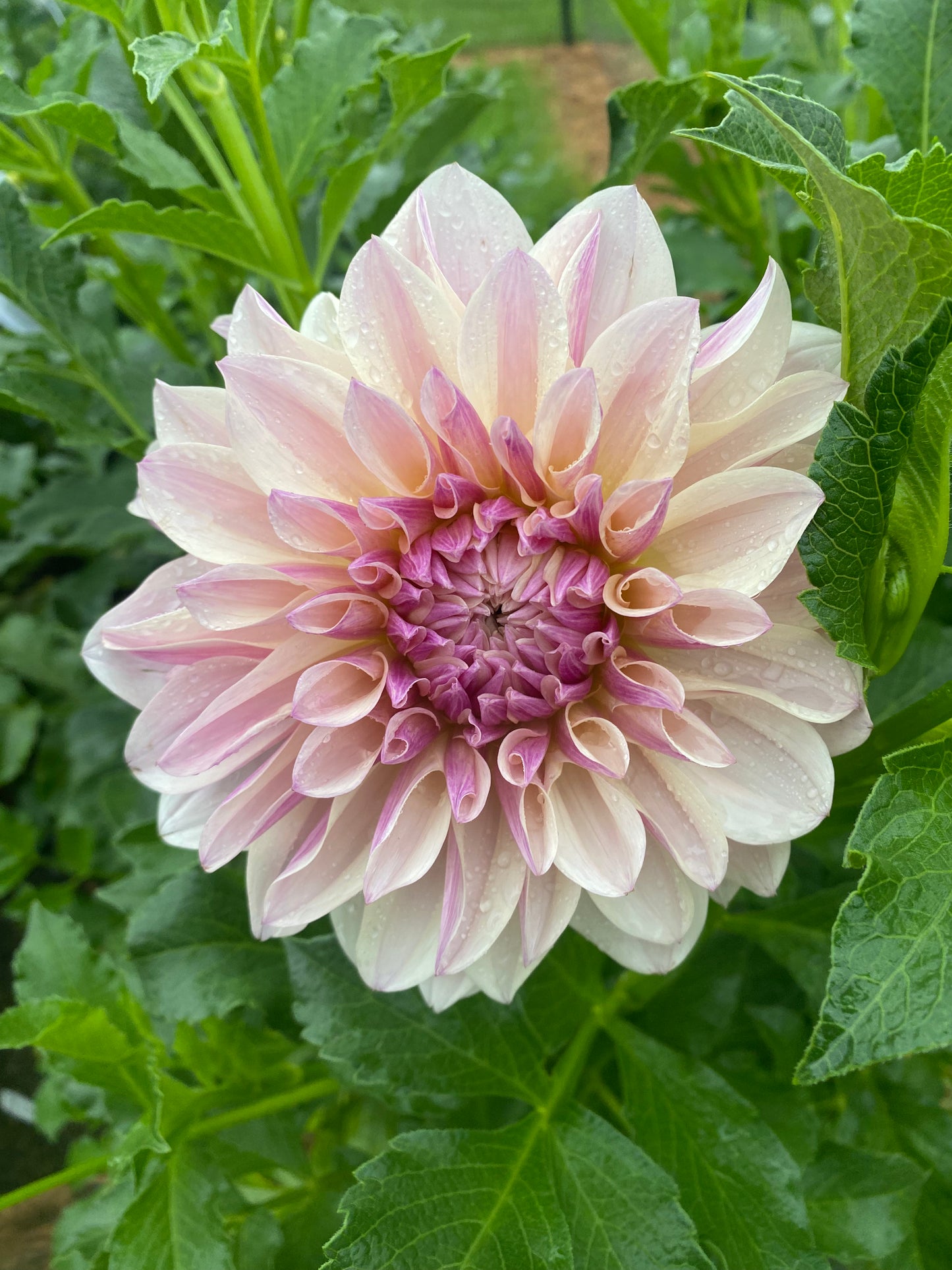 Penny Lane Dahlia Tuber