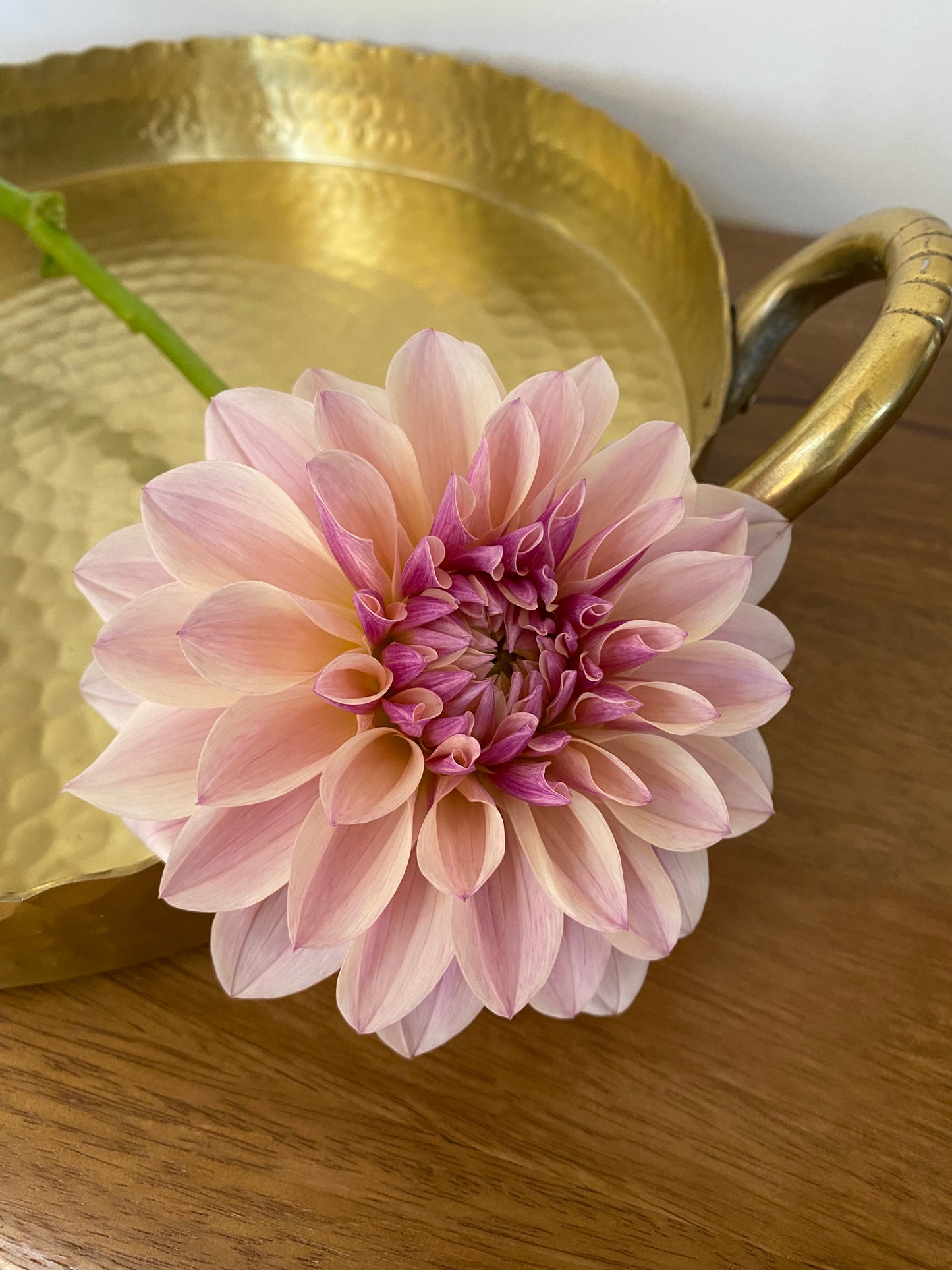 Penny Lane Dahlia Tuber