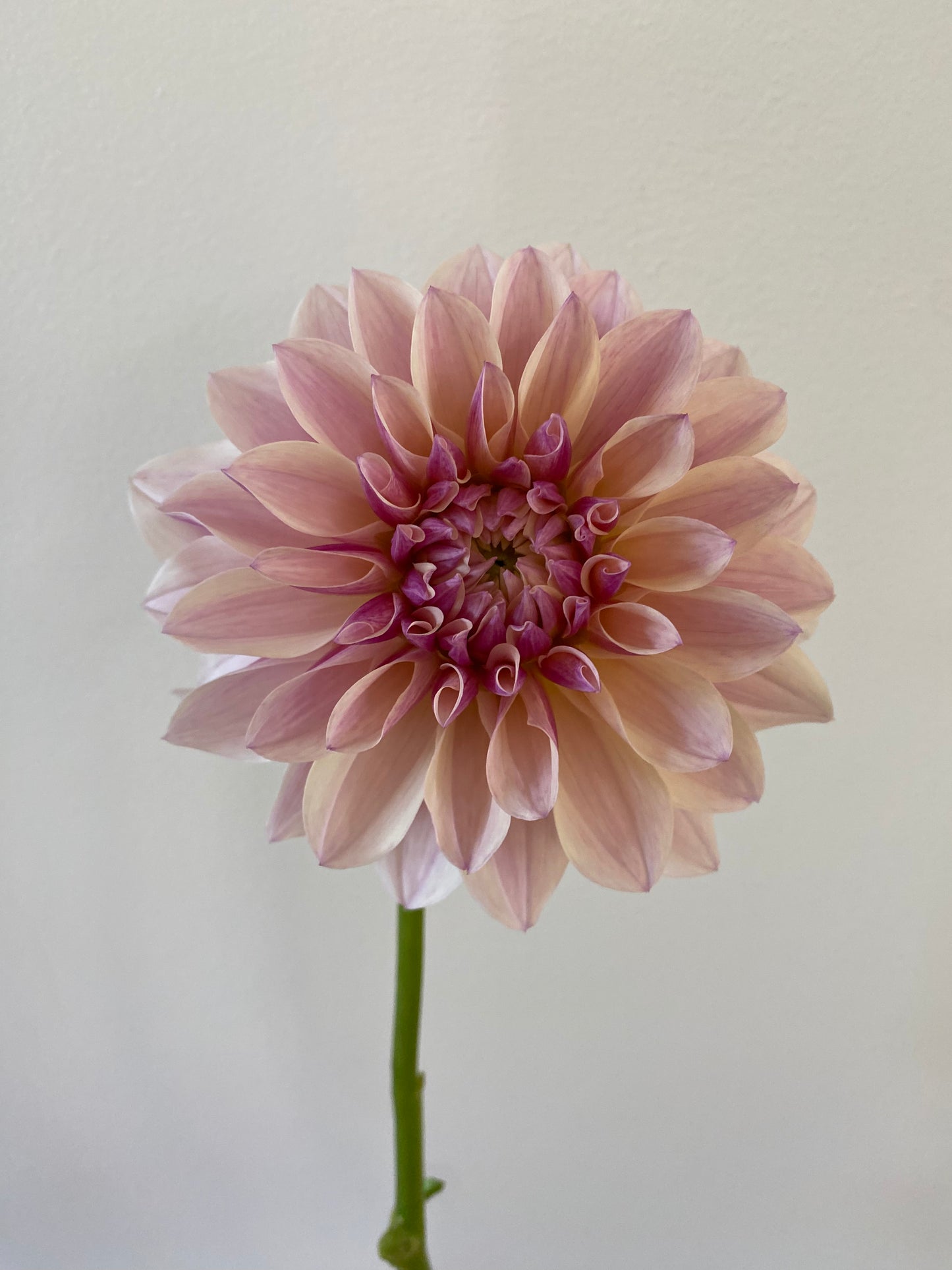Penny Lane Dahlia Tuber