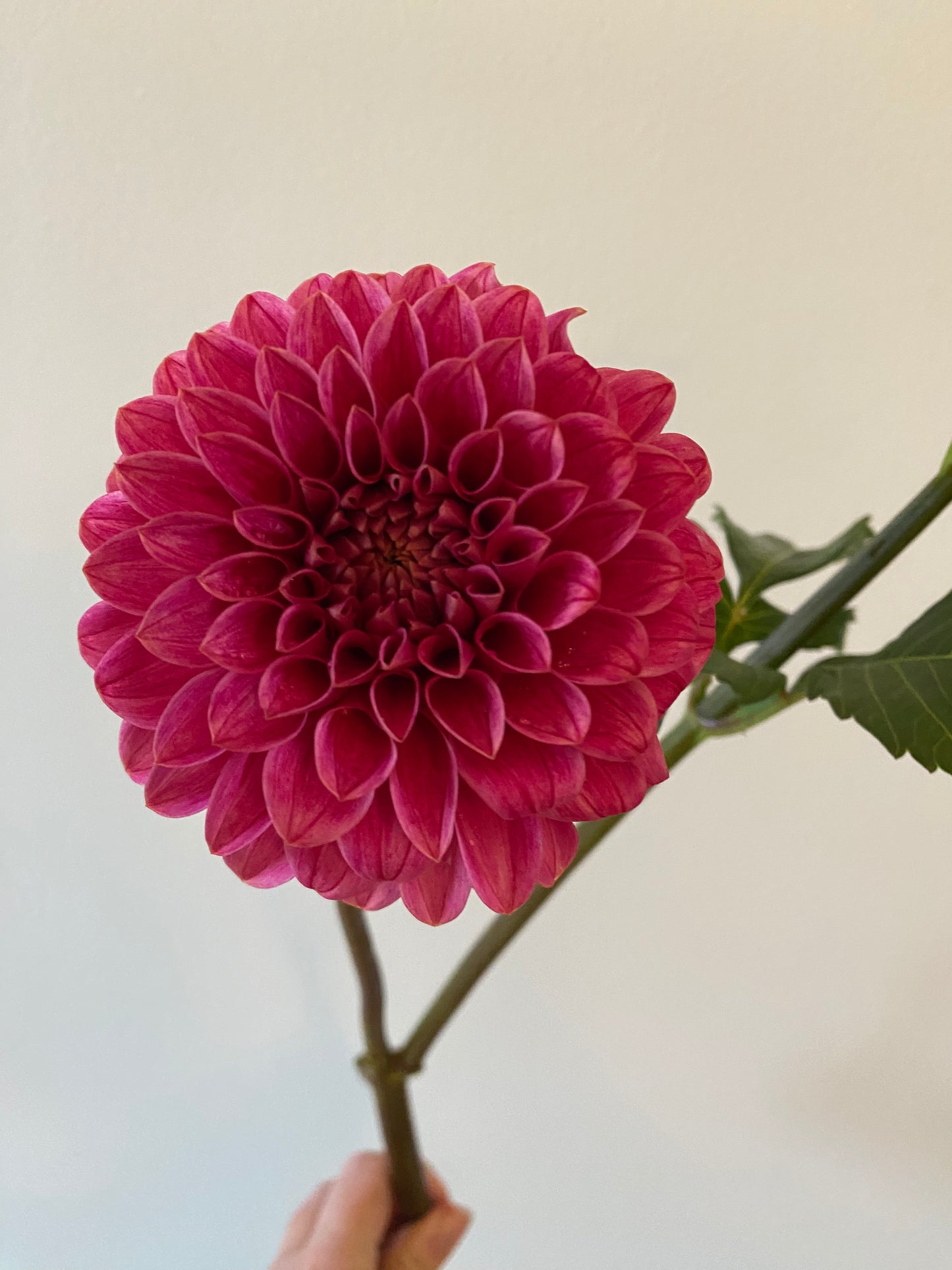 Rosie Jo Dahlia Tuber