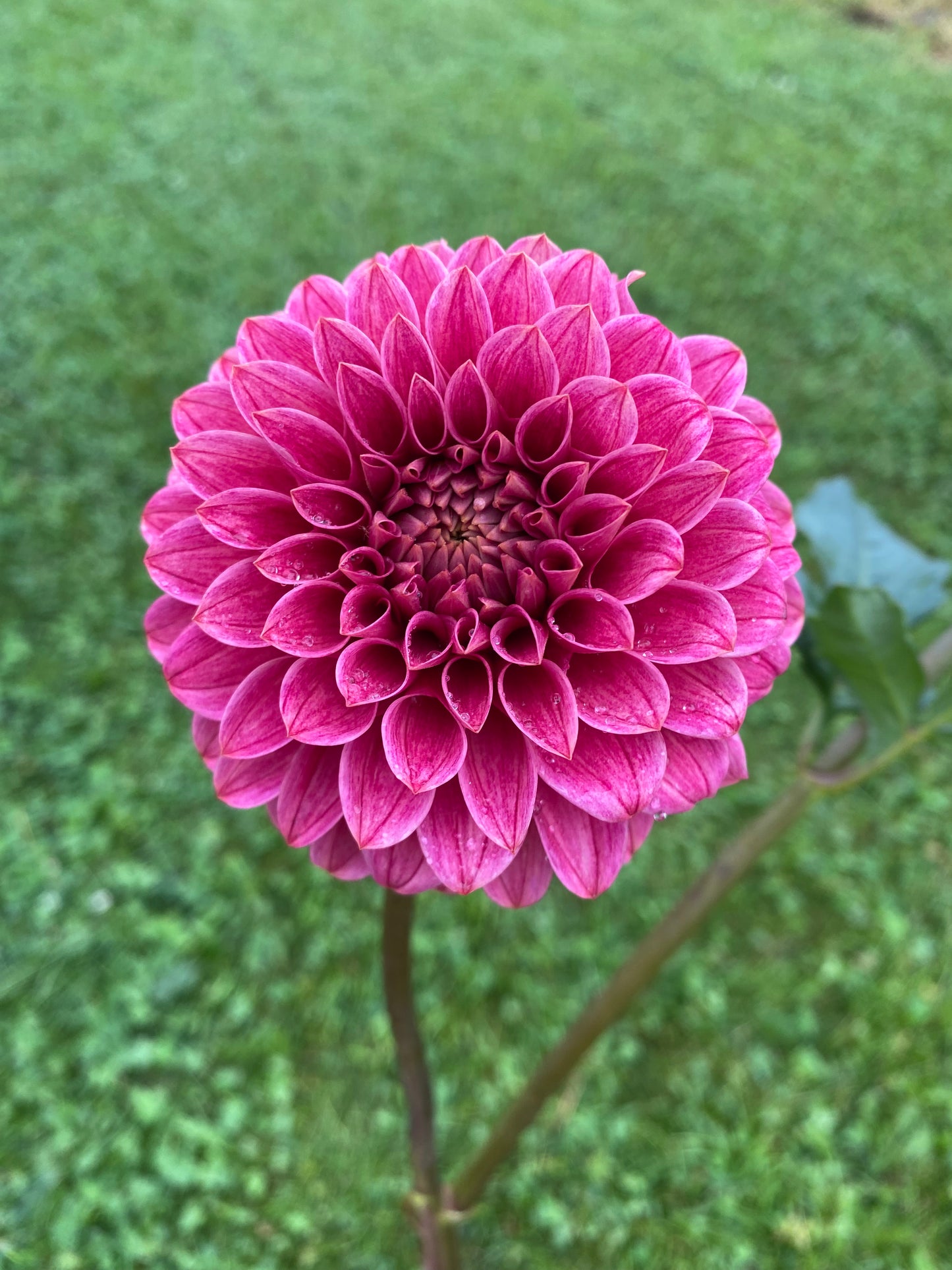 Rosie Jo Dahlia Tuber