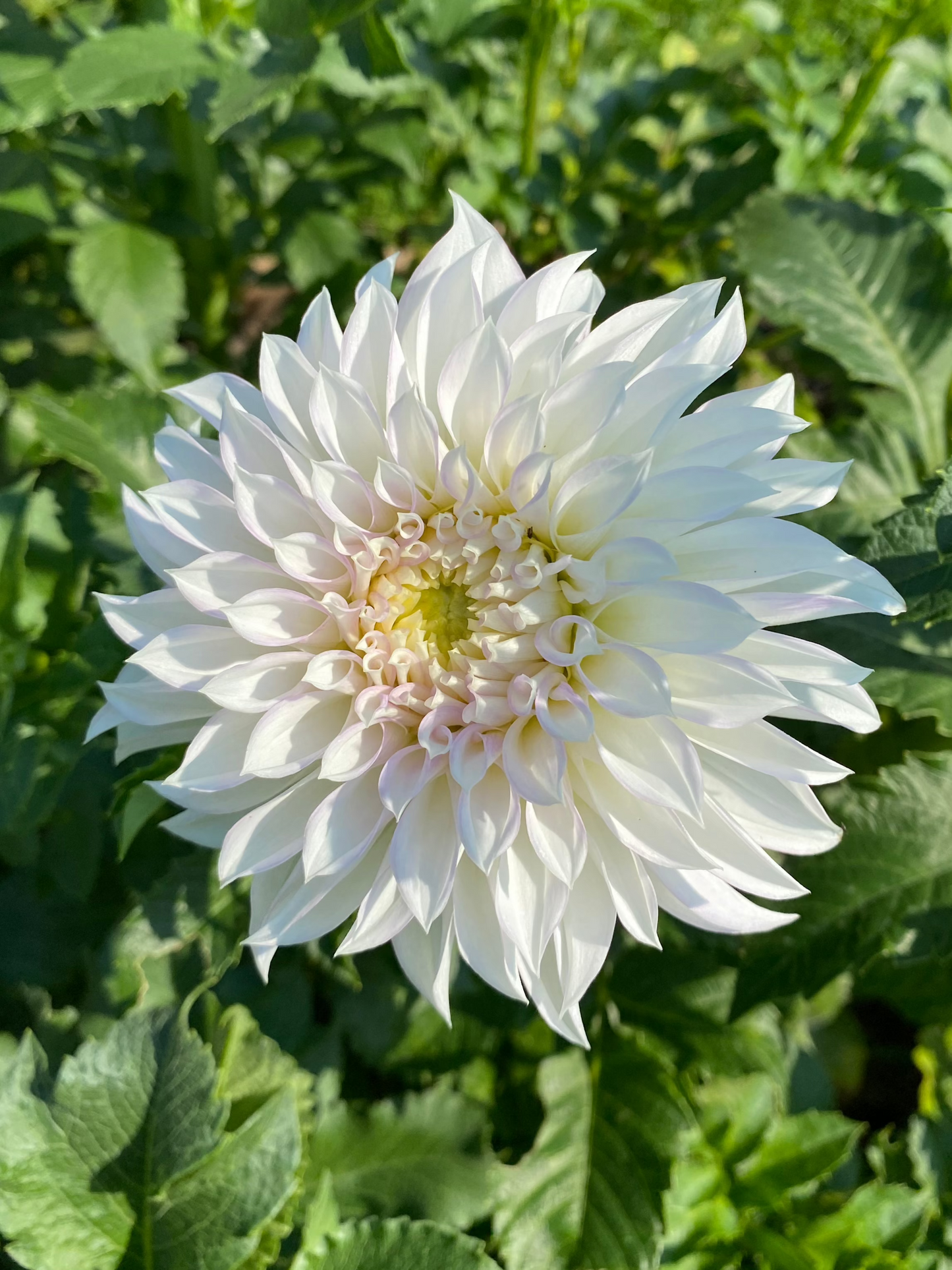 Bella Luna Dahlia Tuber