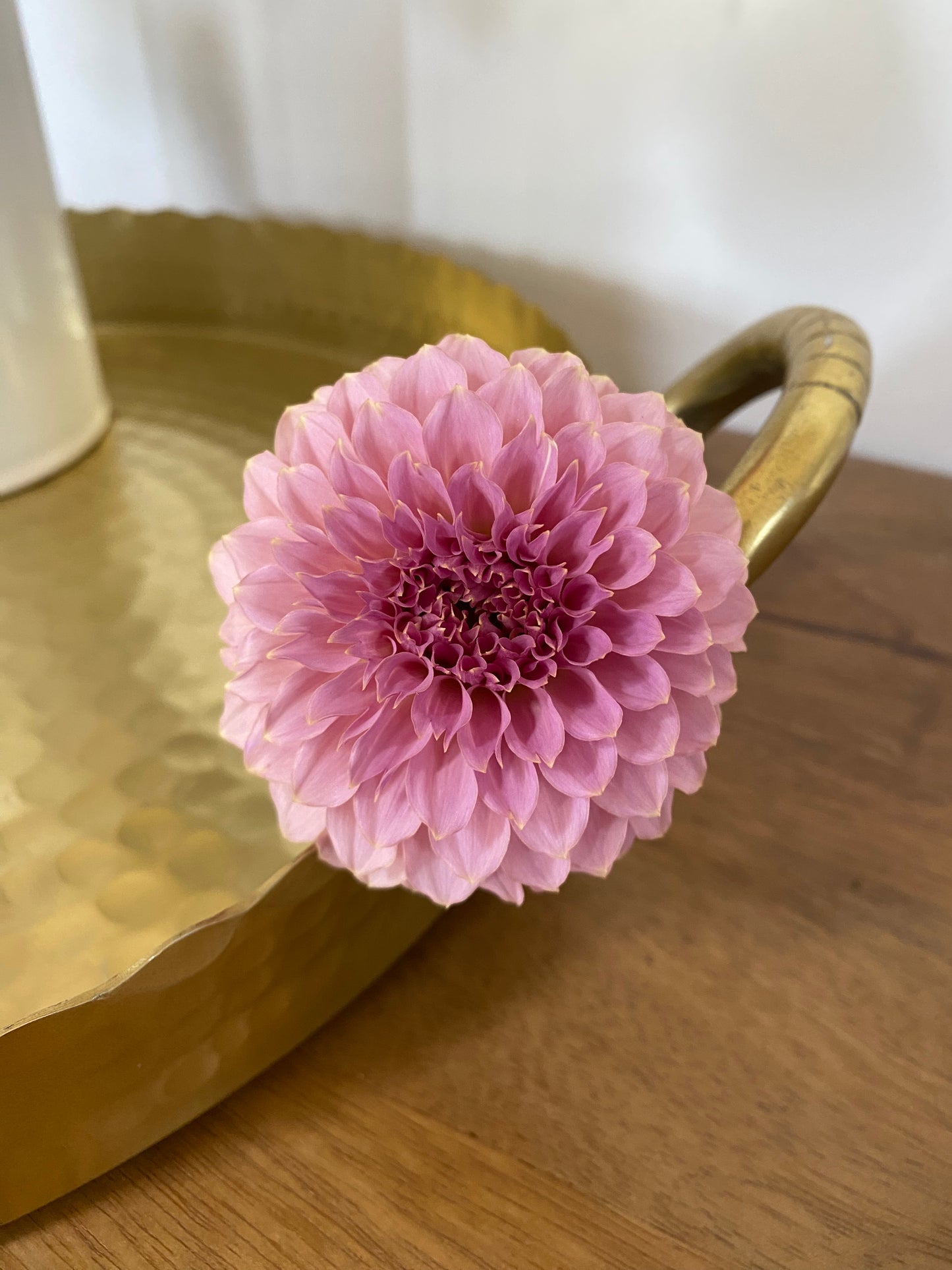 Coral Sea Dahlia Tuber