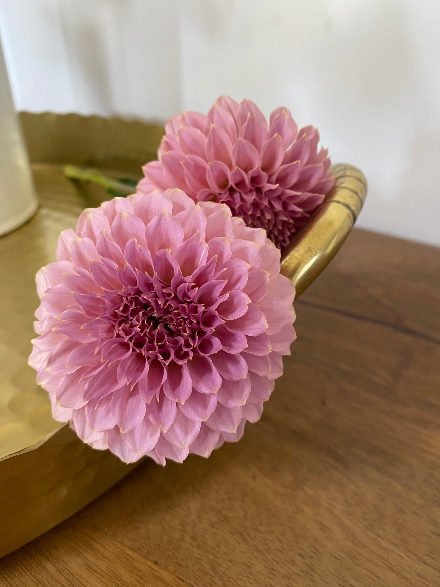 Coral Sea Dahlia Tuber