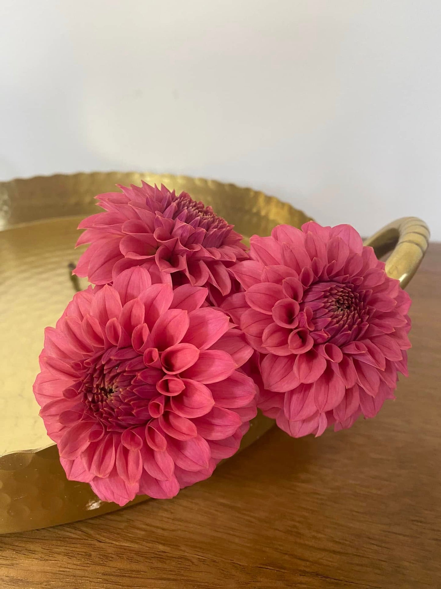 Keltie Rose Dahlia Tuber