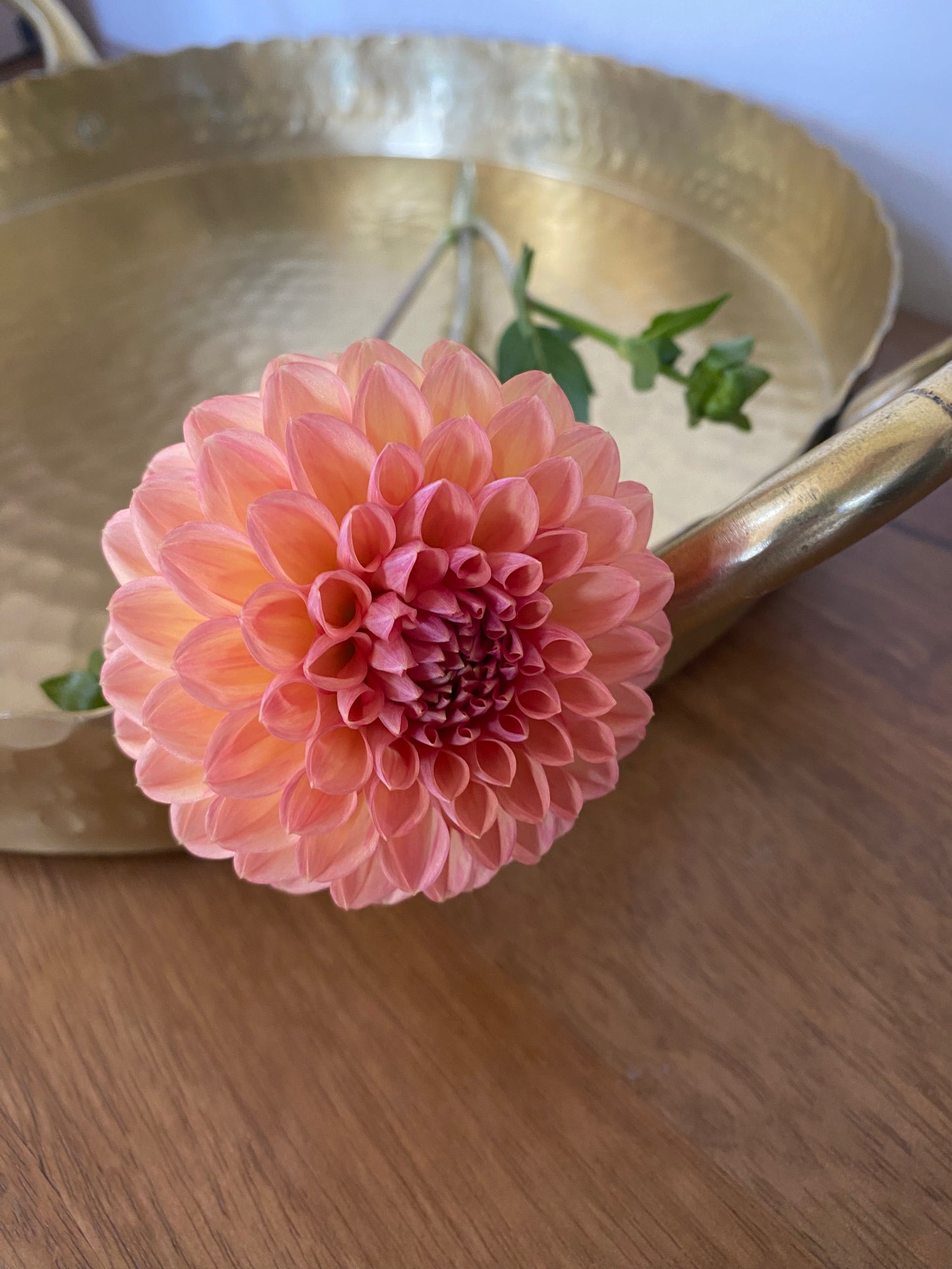 Lark's Ebbe Dahlia Tuber