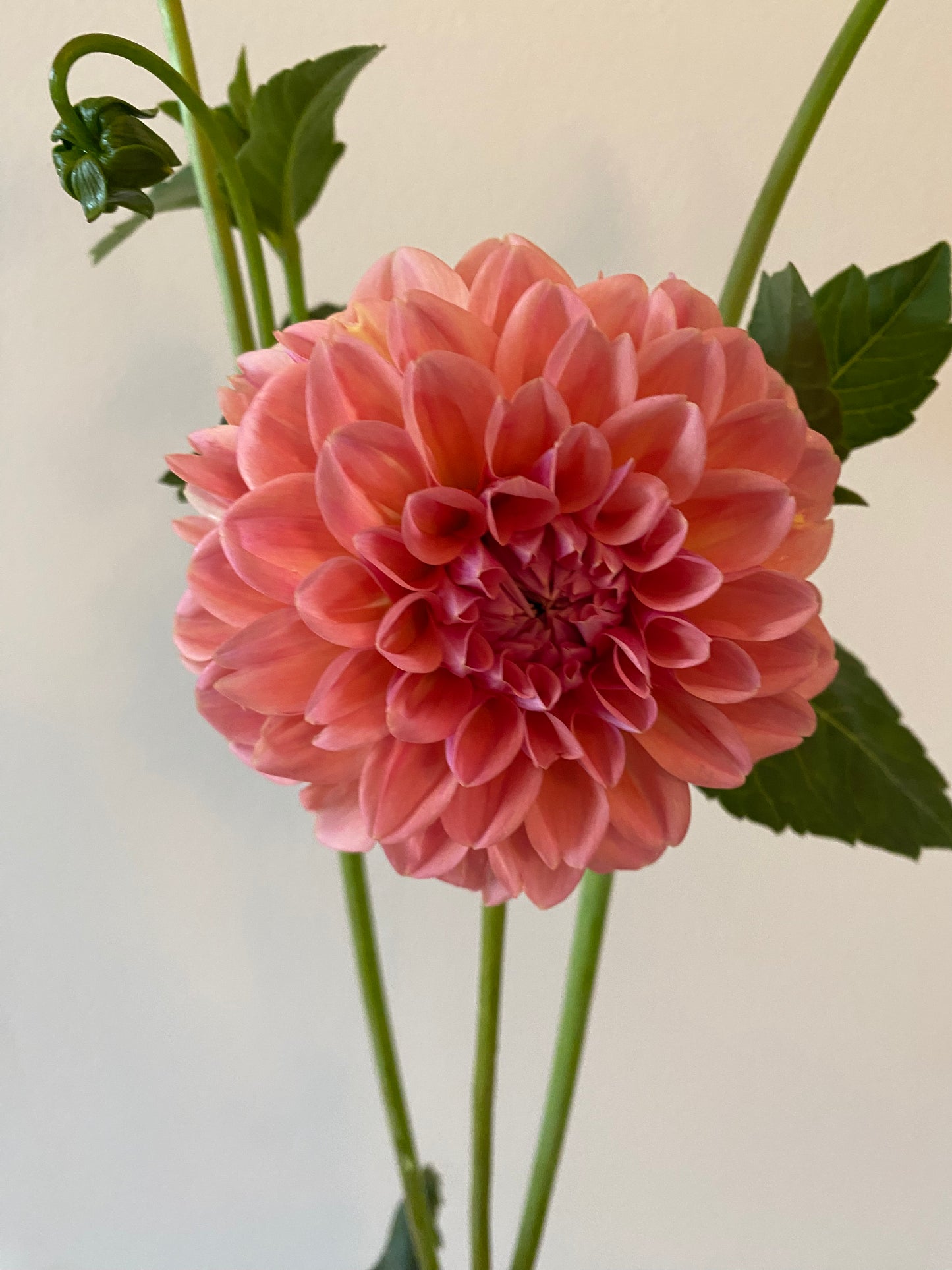 Linda's Baby Dahlia Tuber