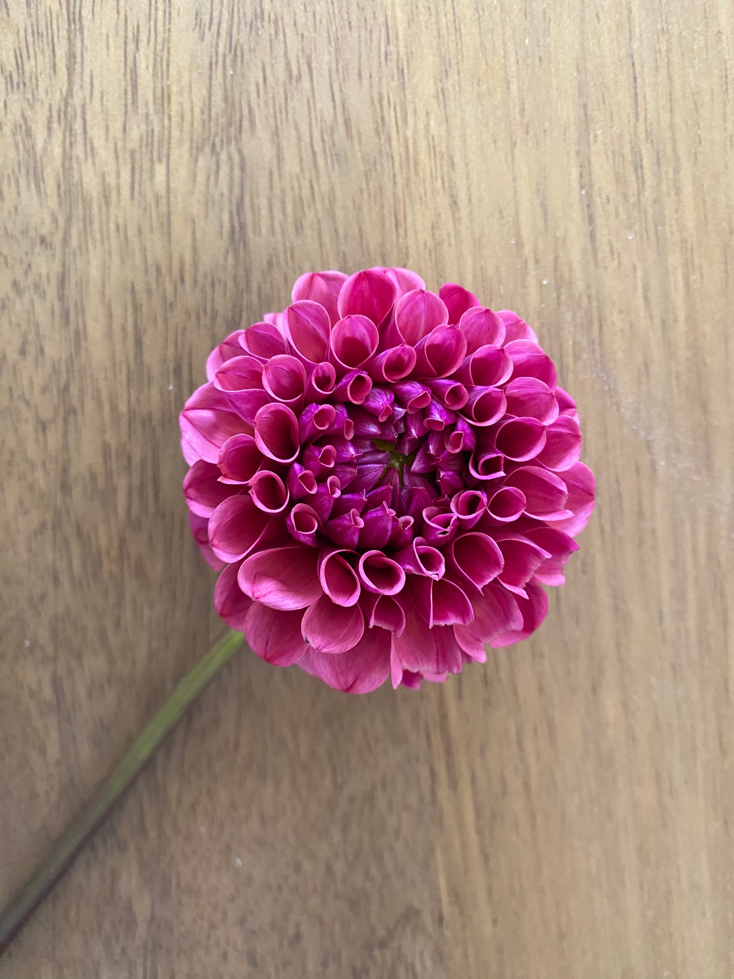 Mission Gypsy Dahlia Tuber