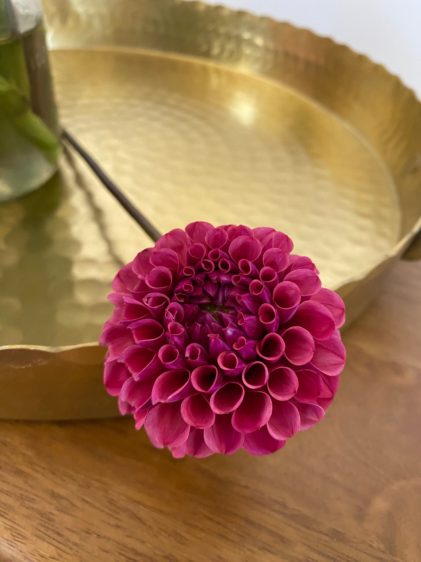 Mission Gypsy Dahlia Tuber