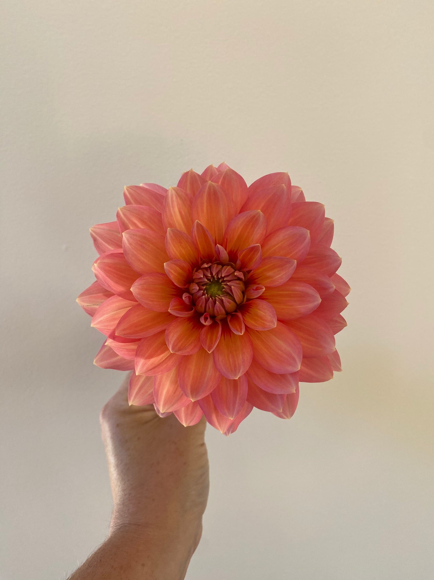 Nicholas Dahlia Tuber