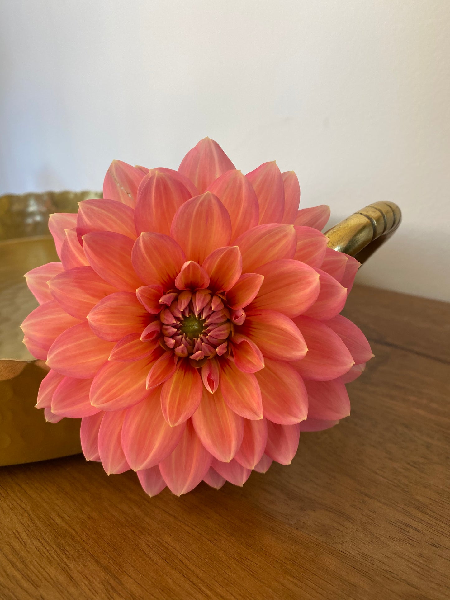 Nicholas Dahlia Tuber